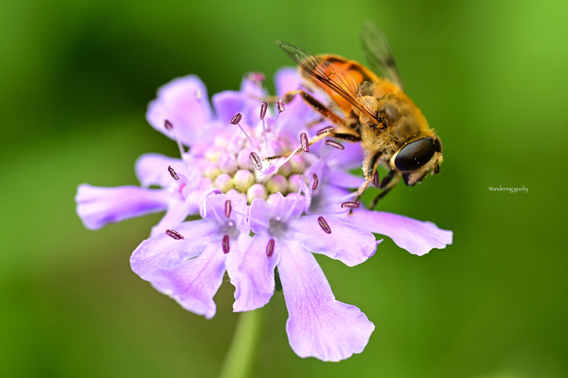 マツムシソウとナミハナアブ　Scabiosa japonica/Eristalis tenax