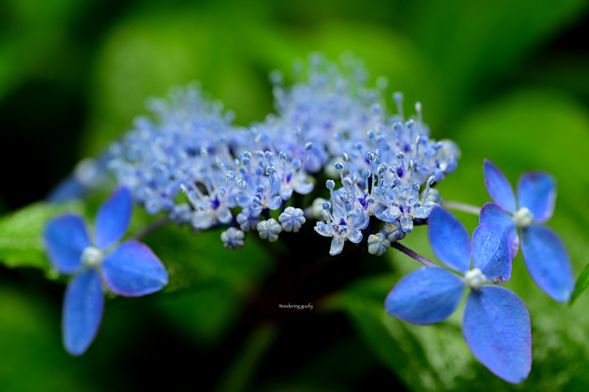 ヤマアジサイ/Hydrangea serrata