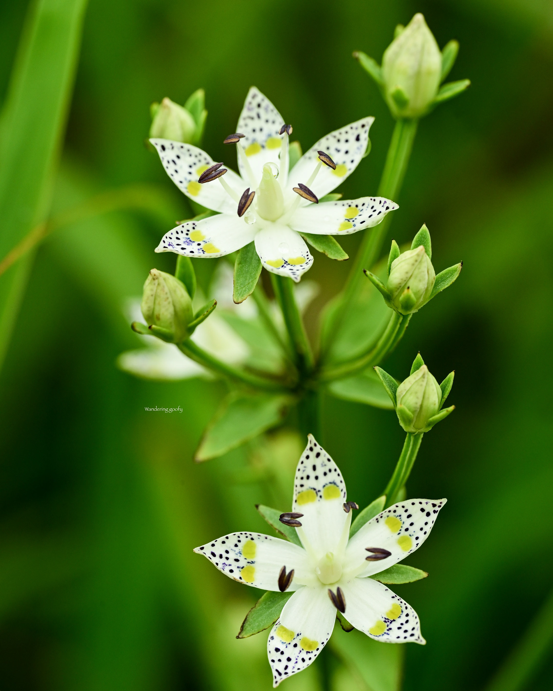 アケボノソウ Swertia bimaculata 