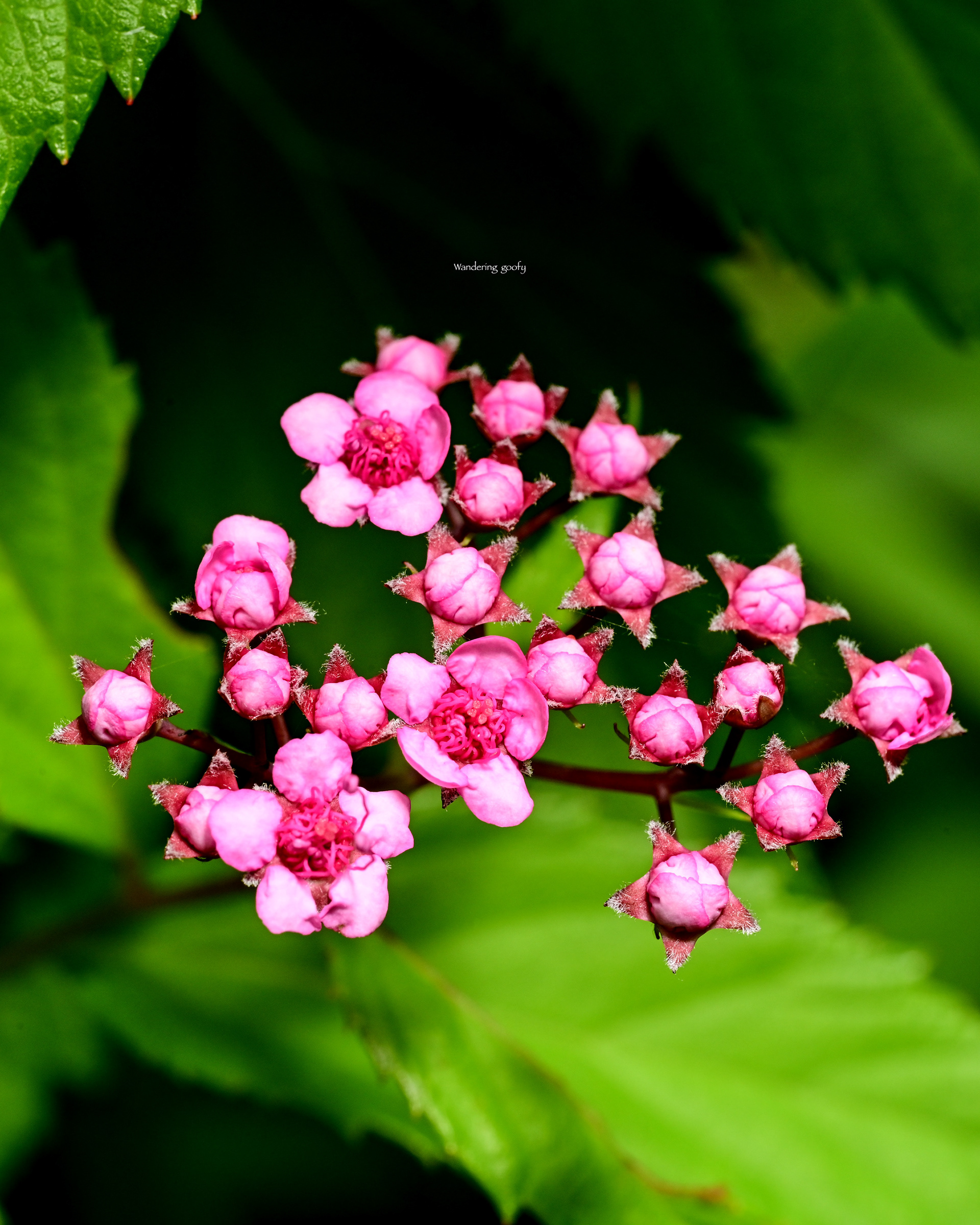 シモツケ Spiraea japonica