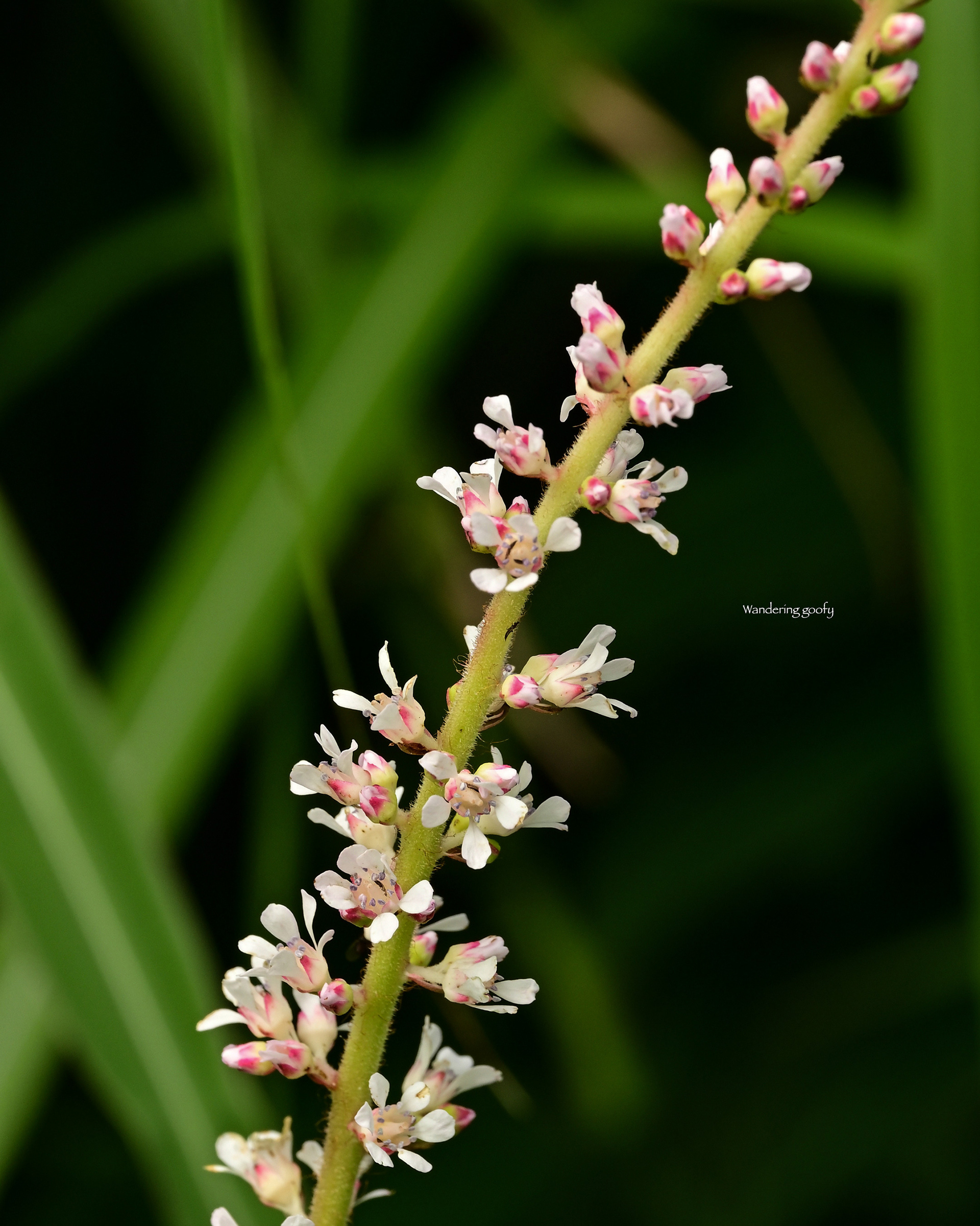 チダケサシ Astilbe microphylla