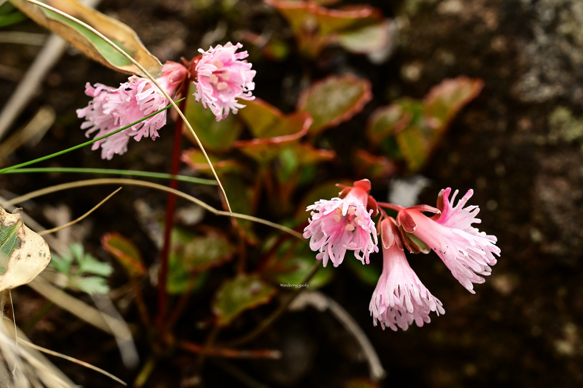 イワカガミ Schizocodon soldanelloides