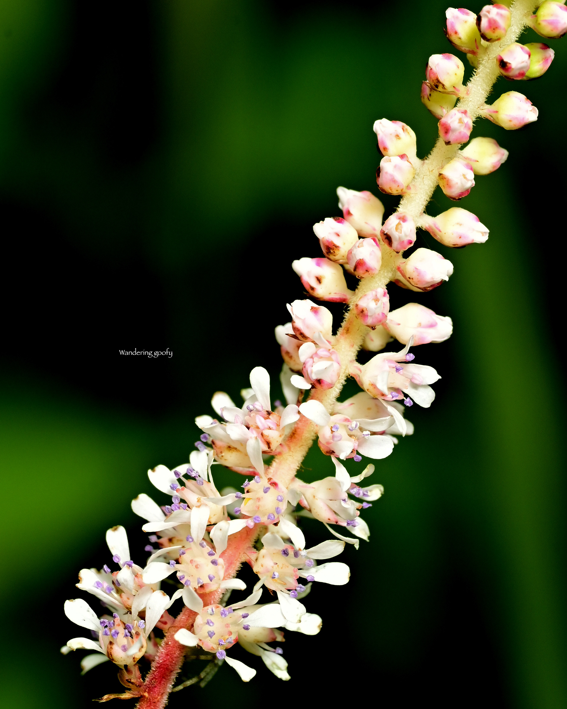 チダケサシ Astilbe microphylla