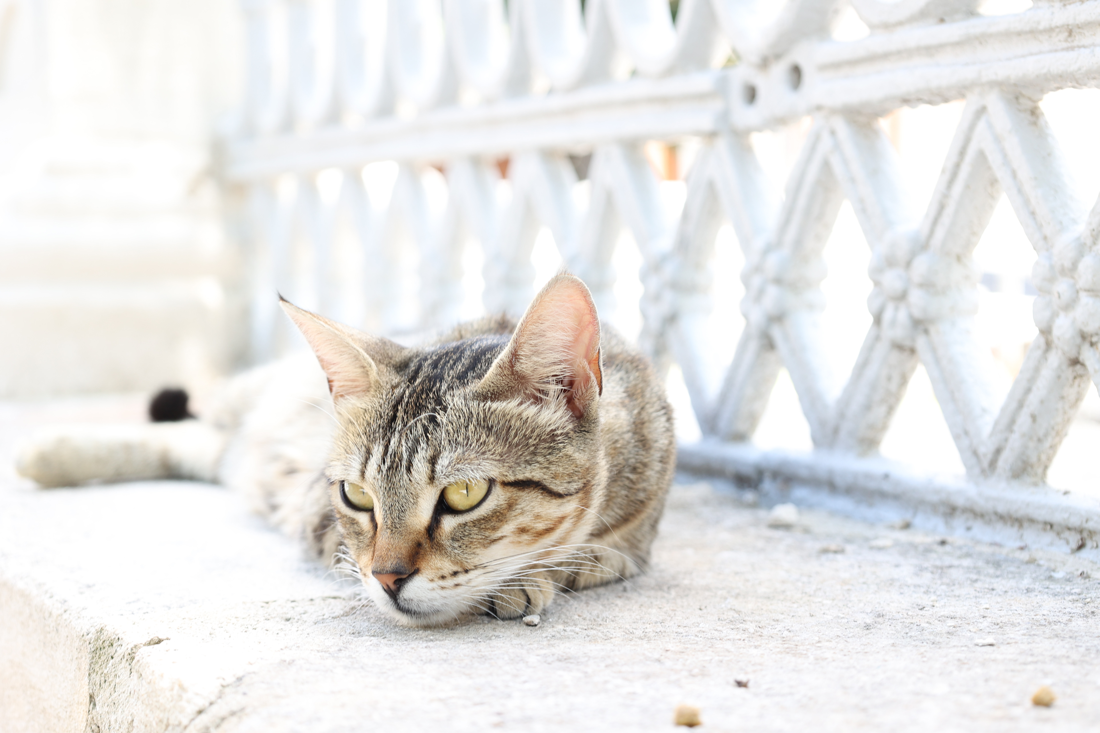 Turkish Cat