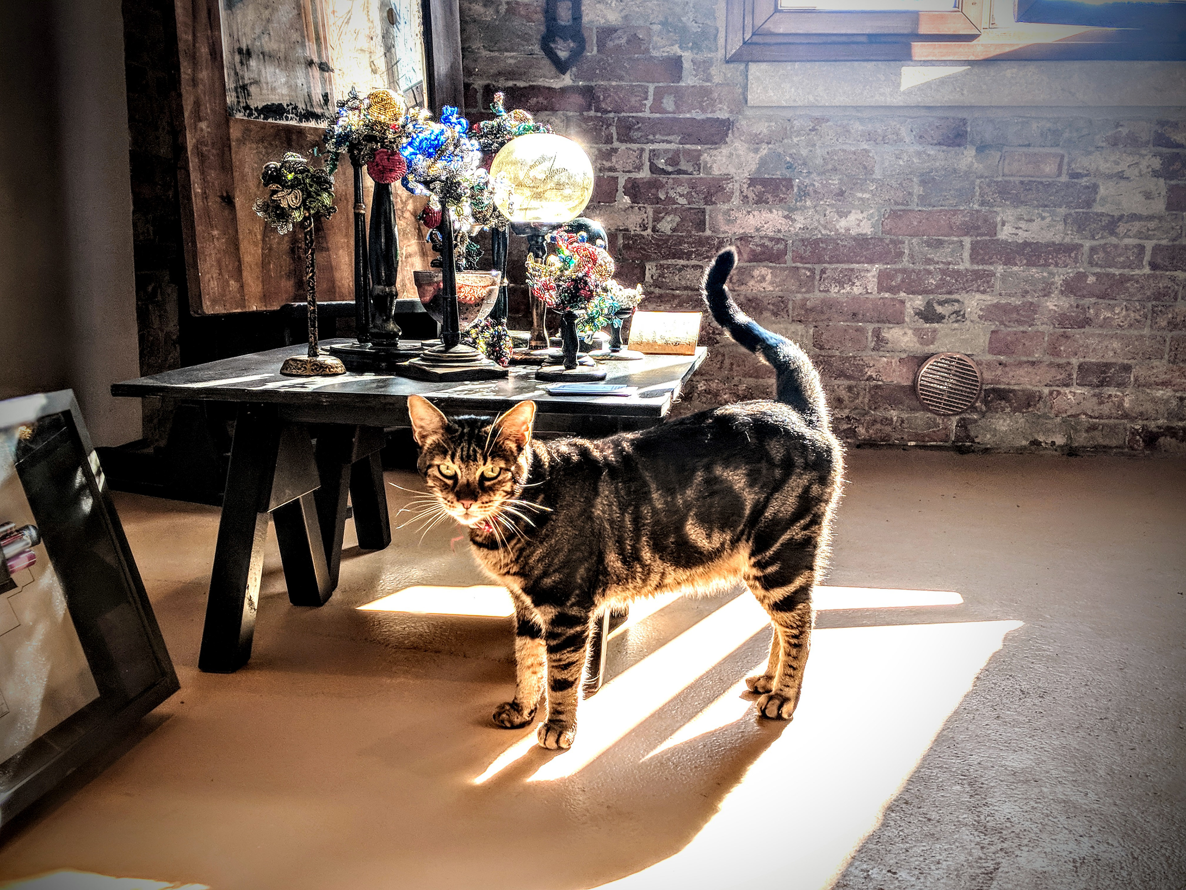 Venetian Cat, Venice | 2018