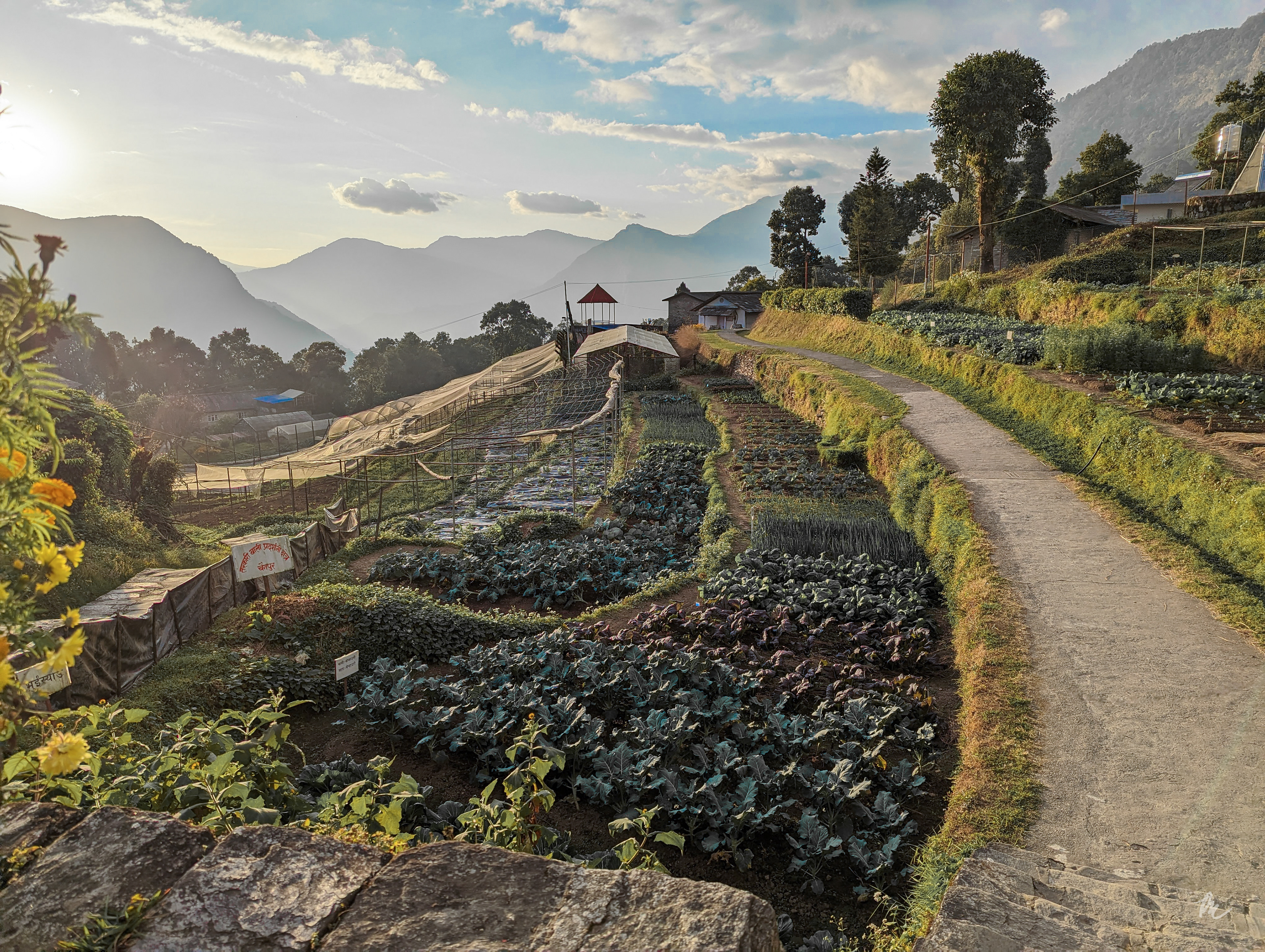 Directorate of Agricultural Research, Pokhara, Lumle, Nepal | 2023