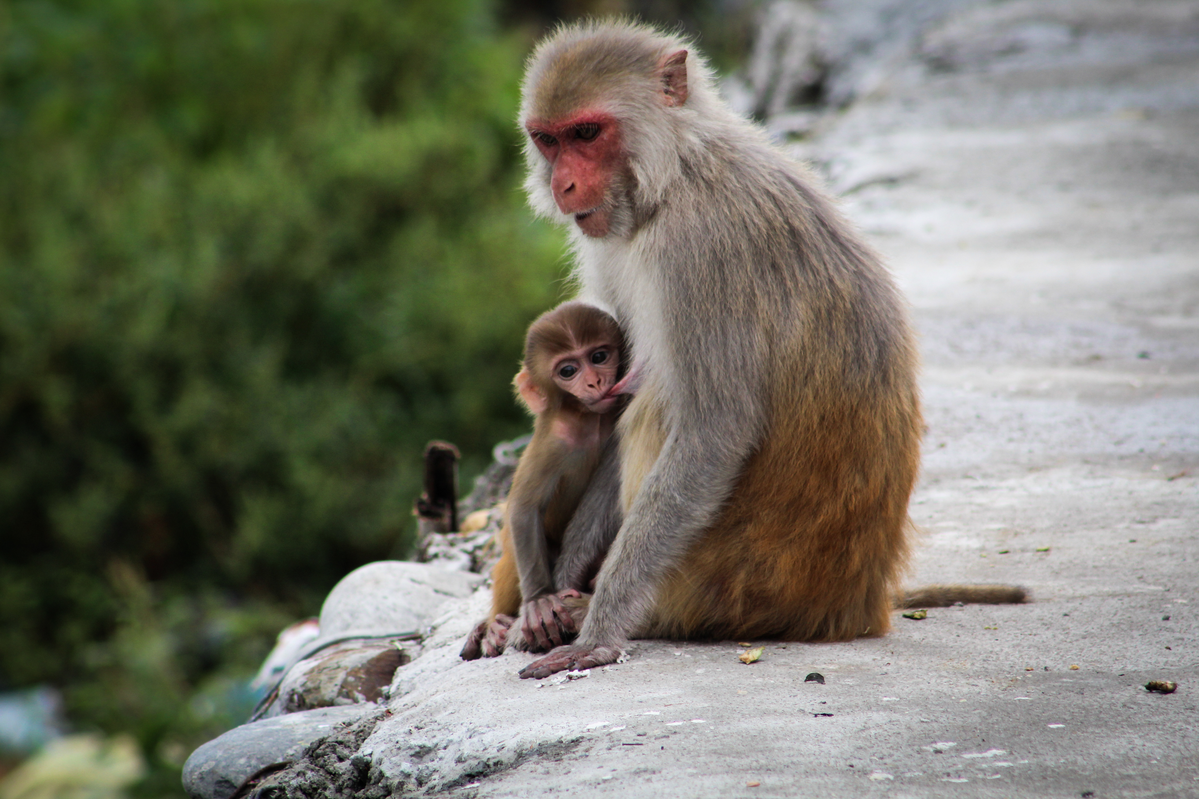 Mother Monkey, Narayani River | 2017
