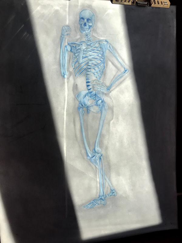Skeleton study