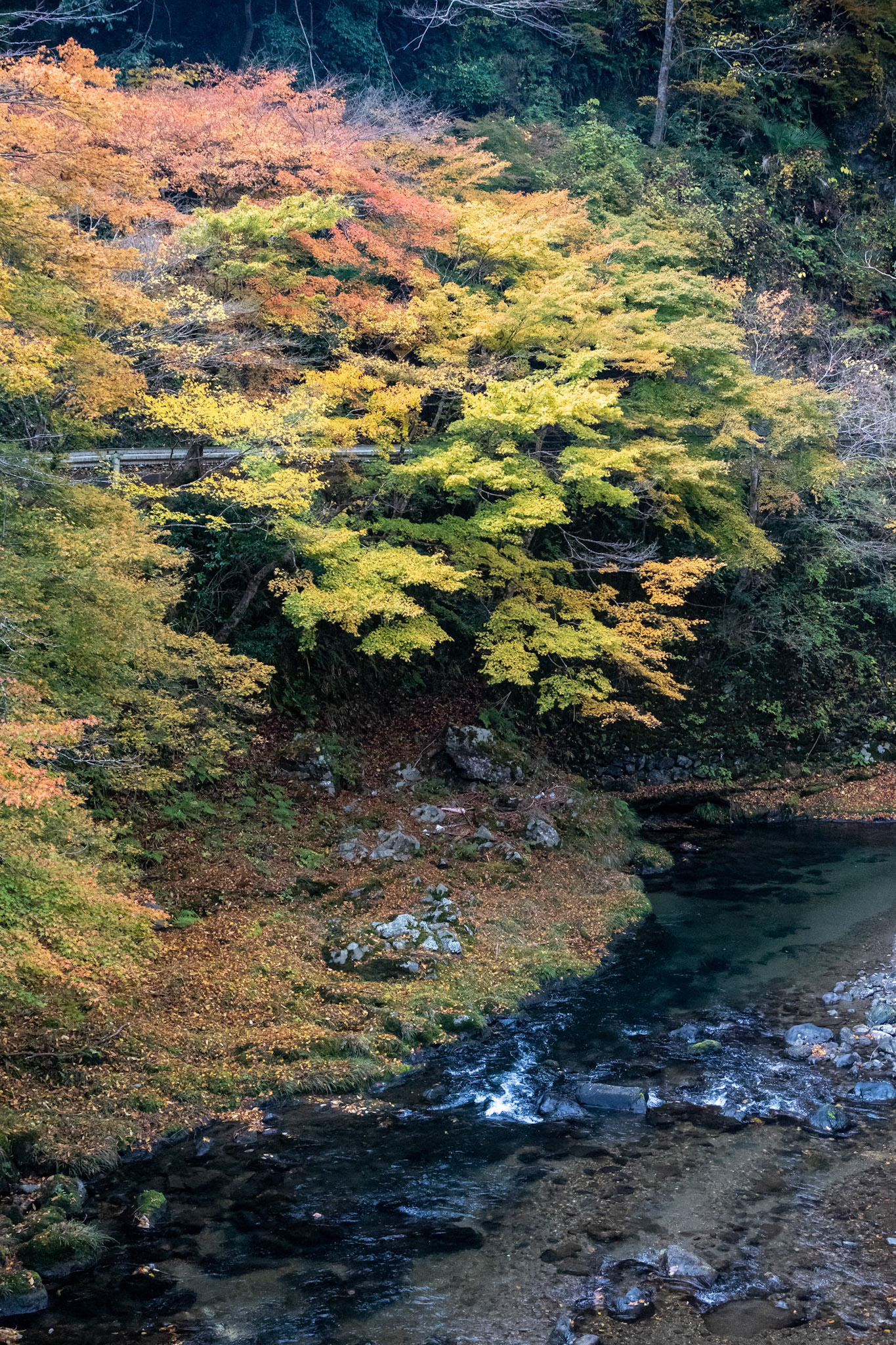 高雄の紅葉