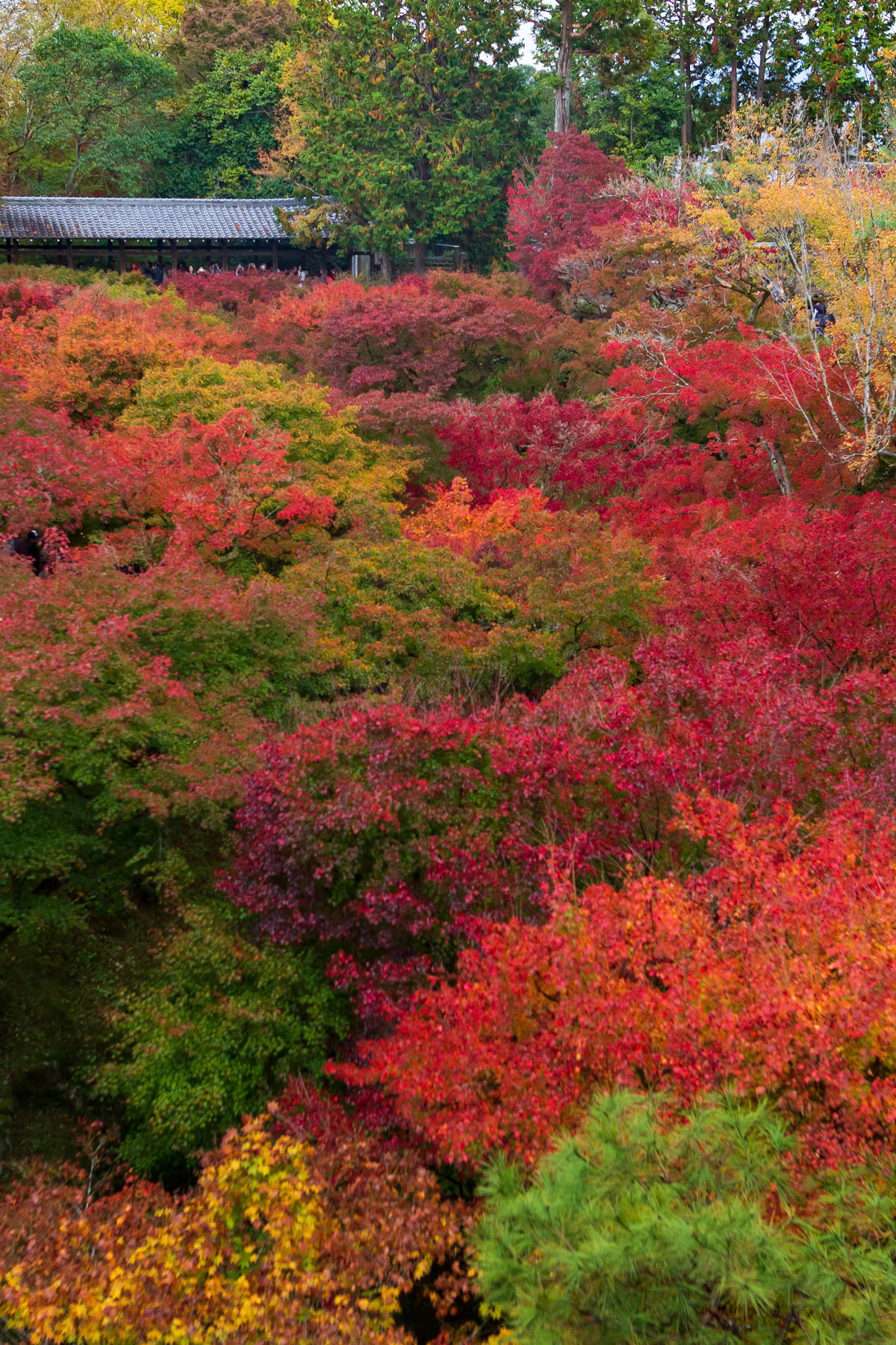 東福寺・通天橋