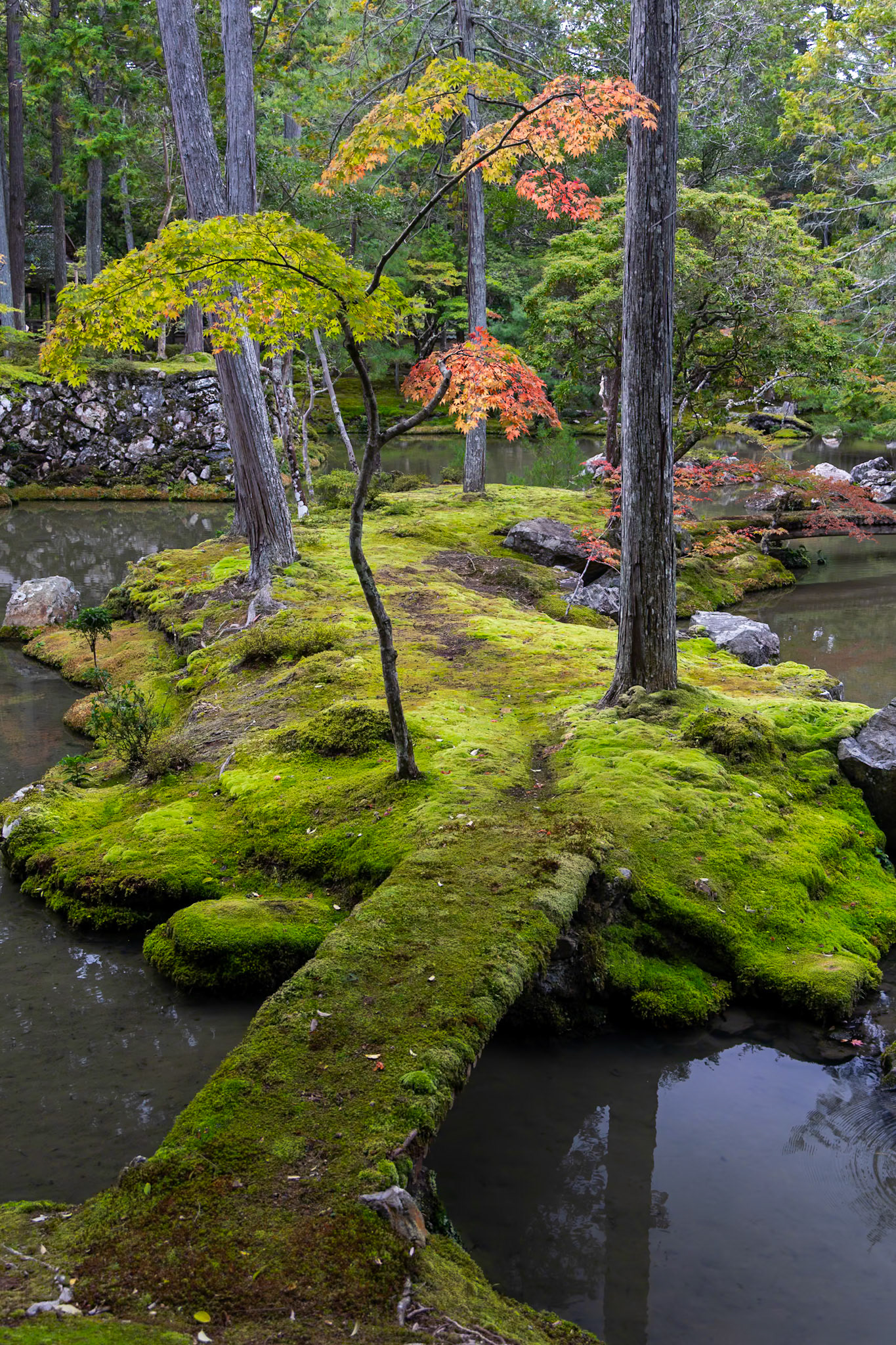 西芳寺（苔寺）