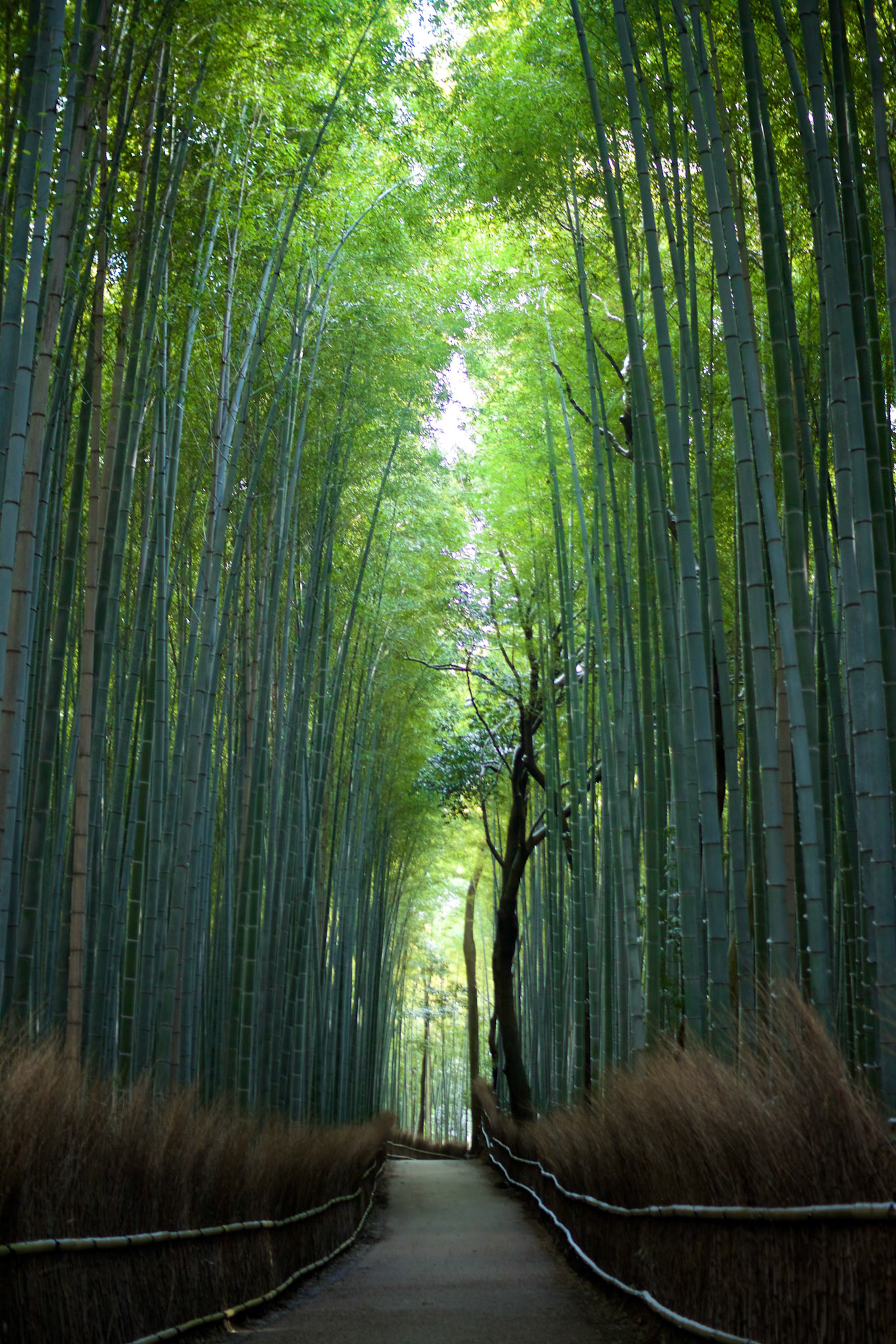 竹林の道