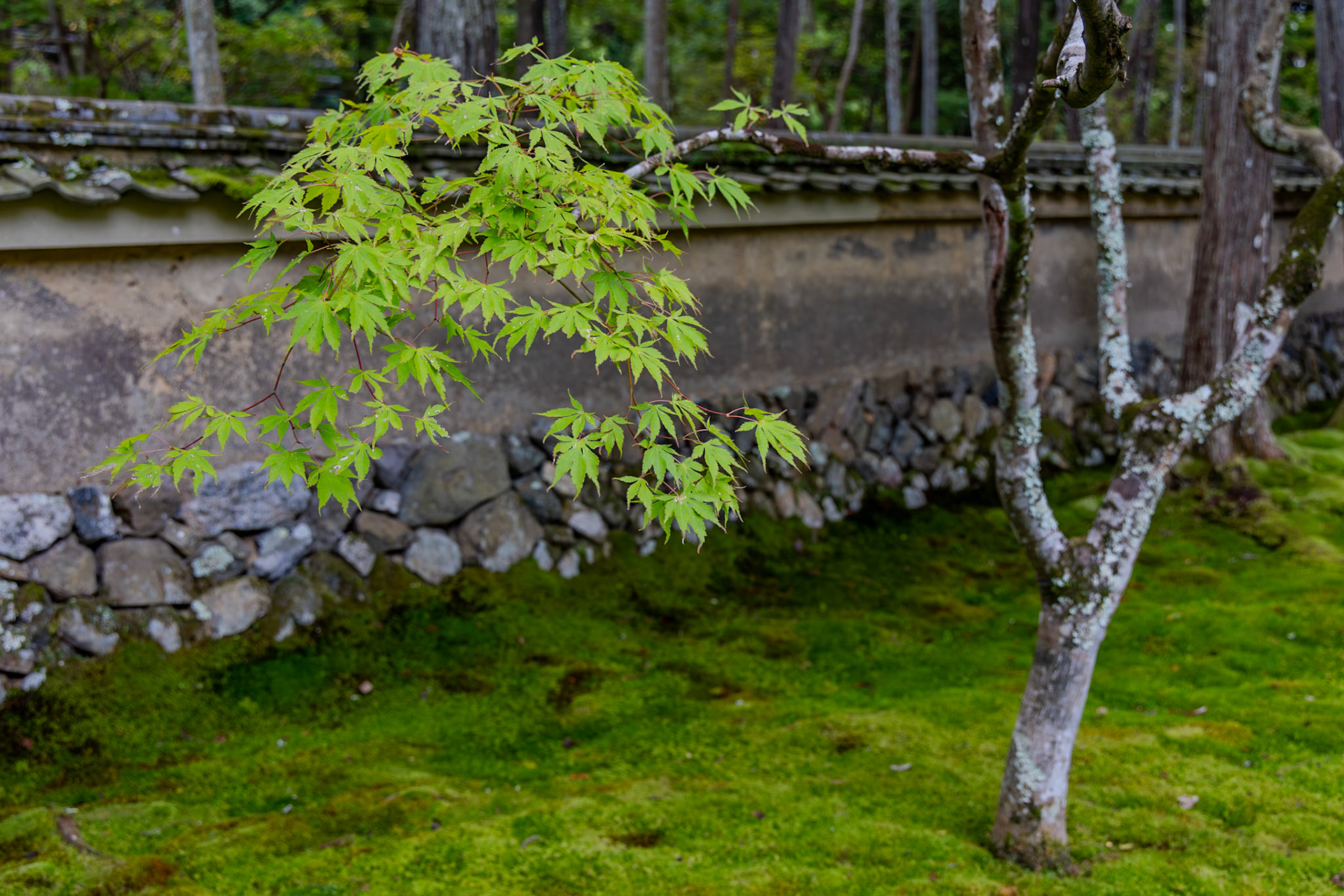 西芳寺（苔寺）