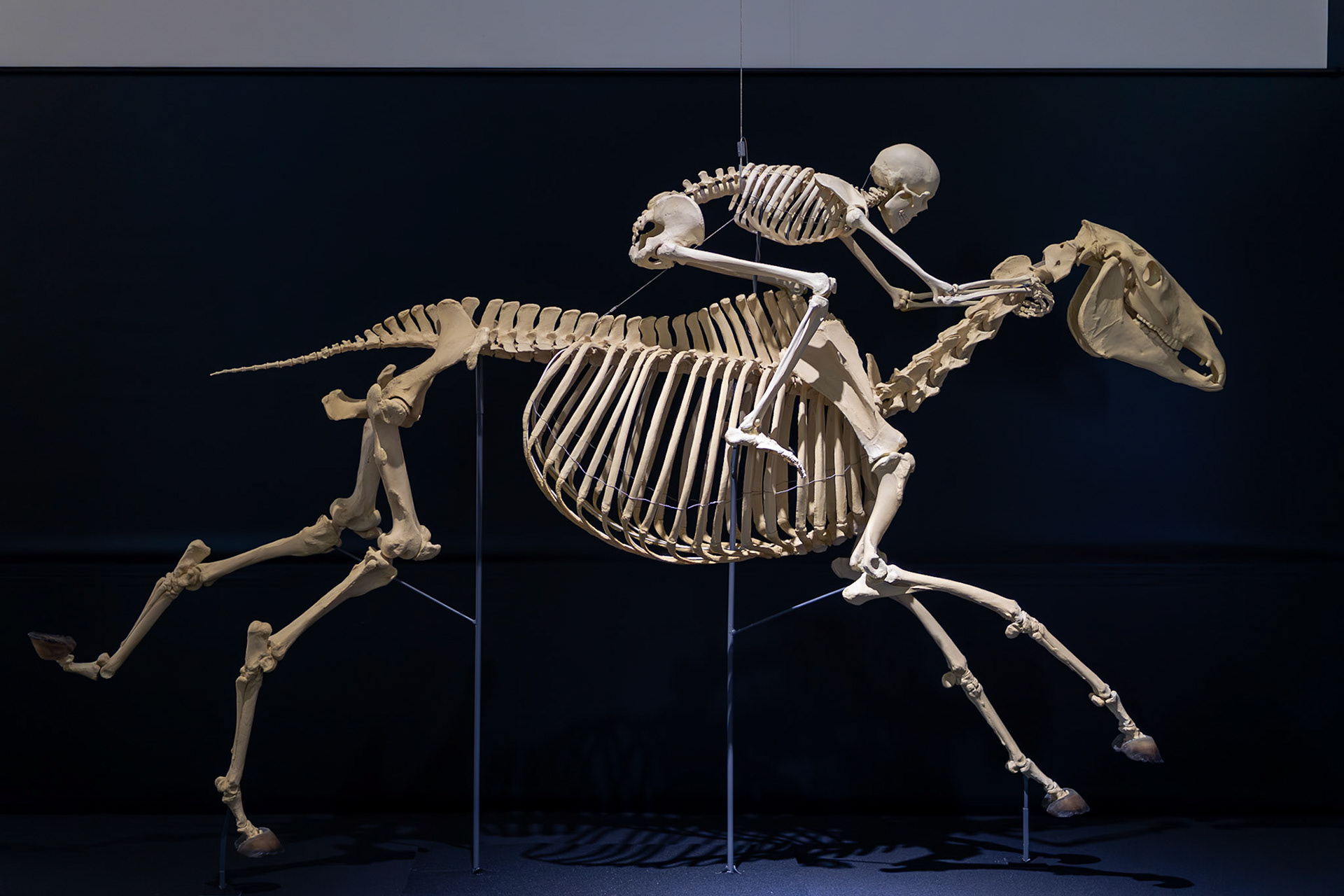 人馬一体（騎手骨格監修・武豊）