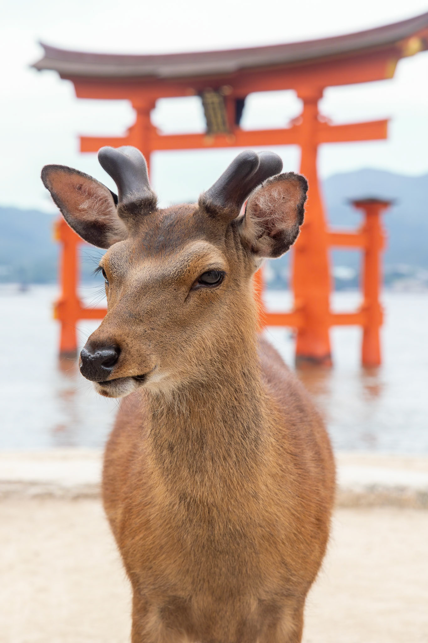 嚴島神社(広島県・廿日市市)