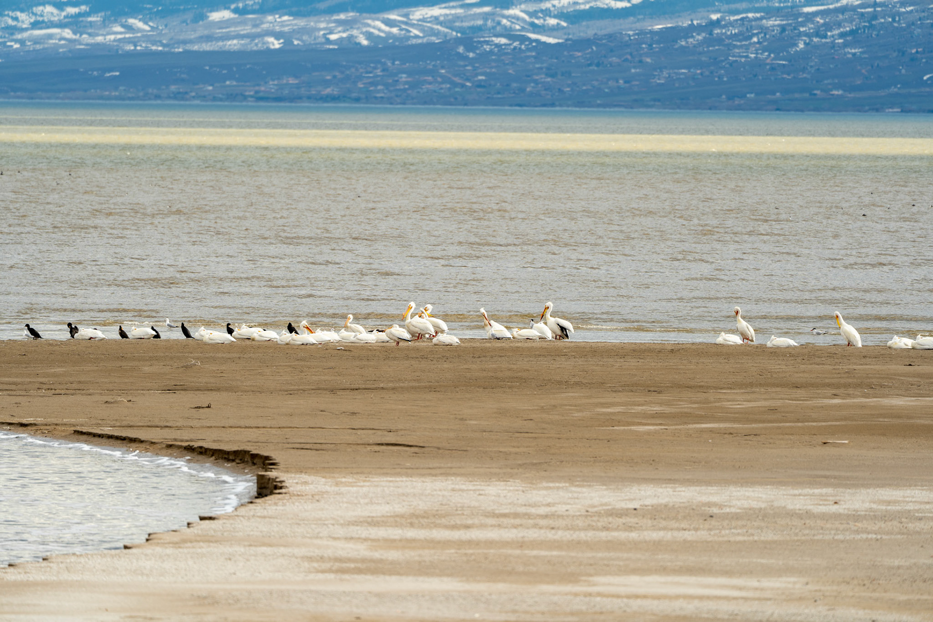 The Pelicans Spring 2023 | Chapter III