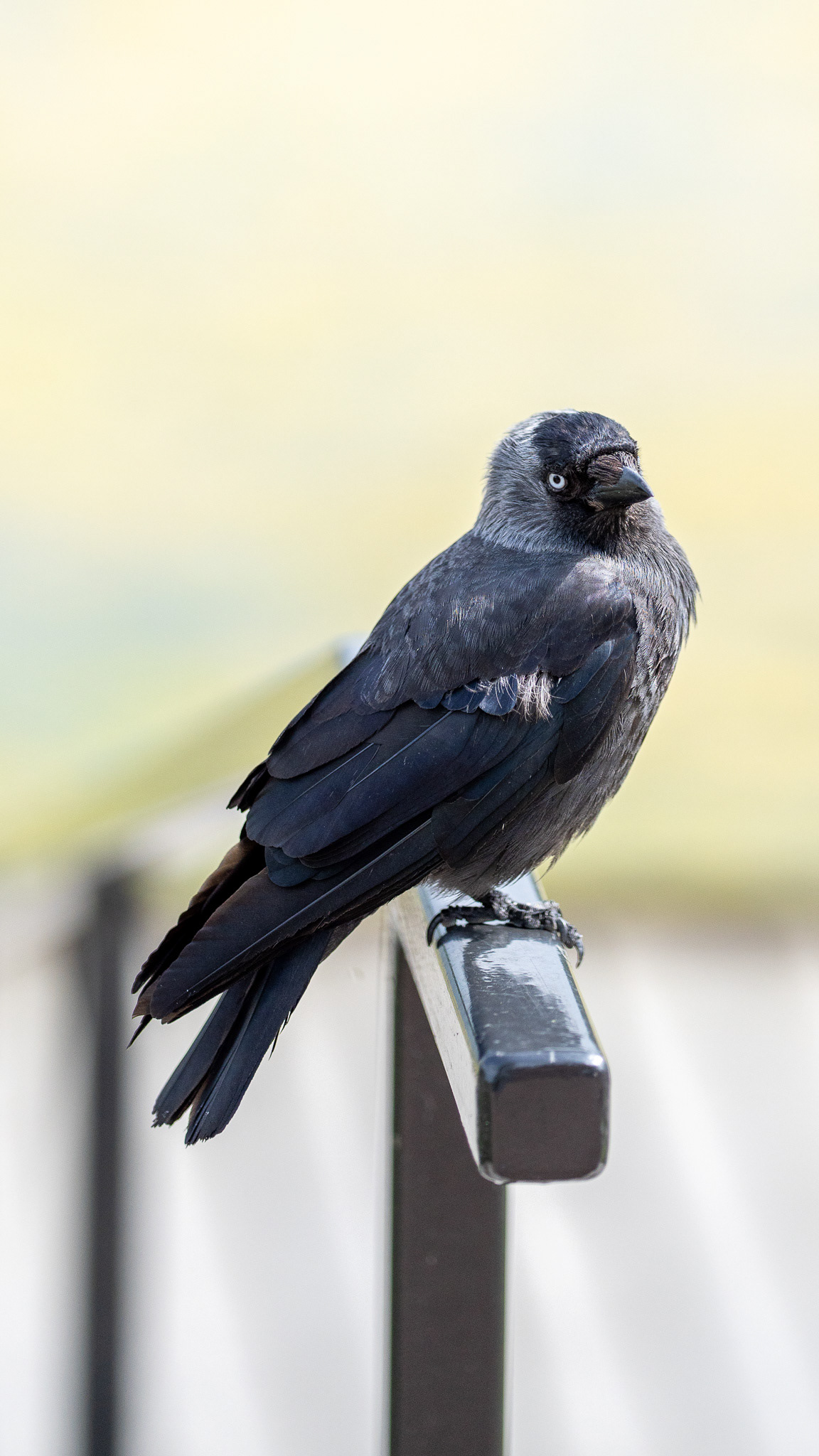 A western jackdaw with striking pale eyes perches confidently on a black metal railing. Its glossy black and slate-grey feathers catch the light, revealing rich textures. The background is softly blurred in warm beige tones, drawing full attention to the bird’s intense gaze and sleek form.