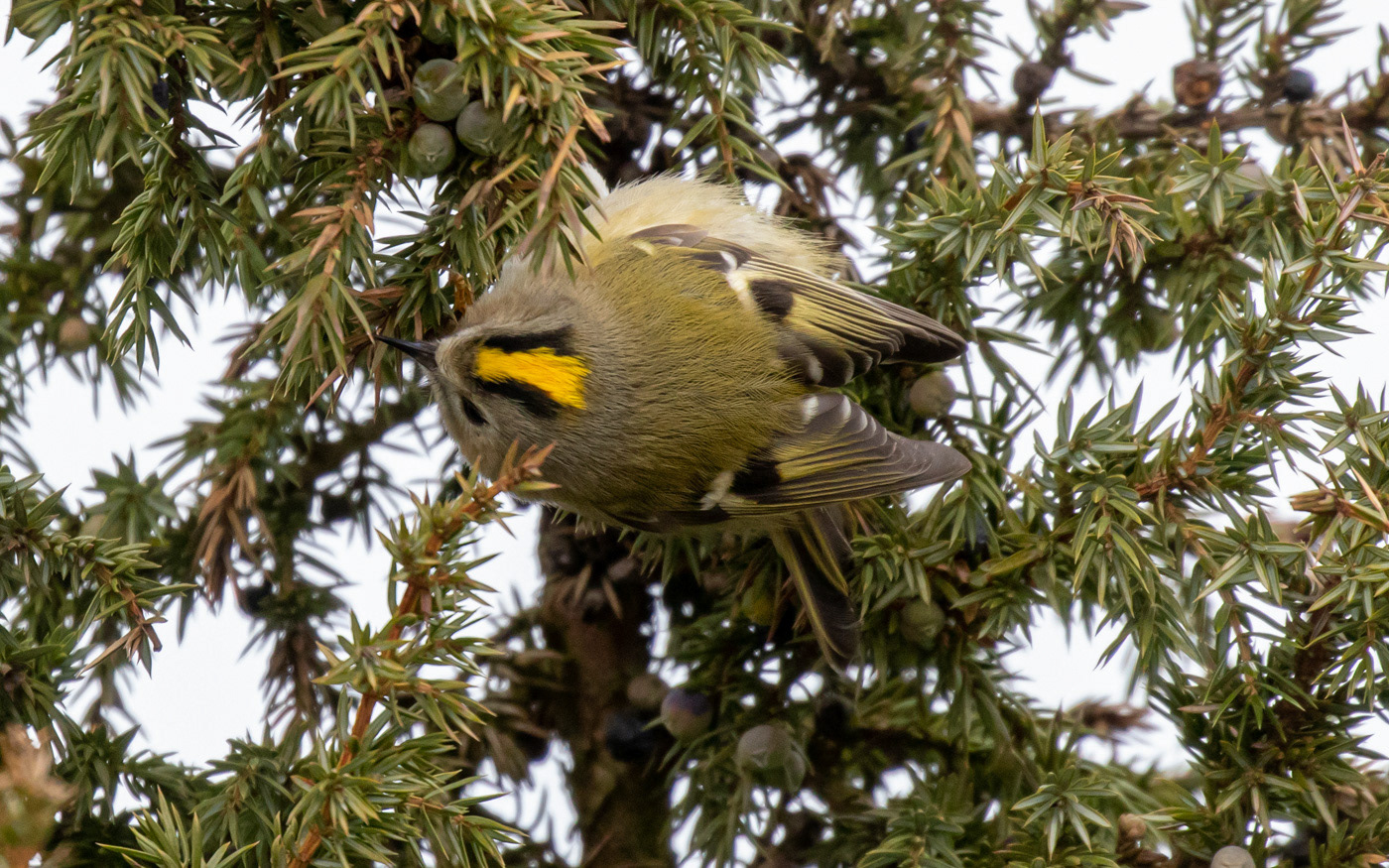 Fuglekonge i Rebild Bakker