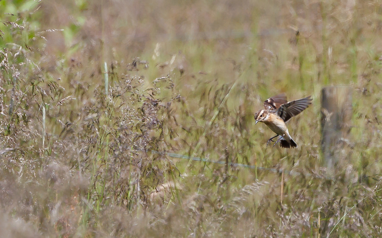 Bynkefugl. Gravlev Ådal