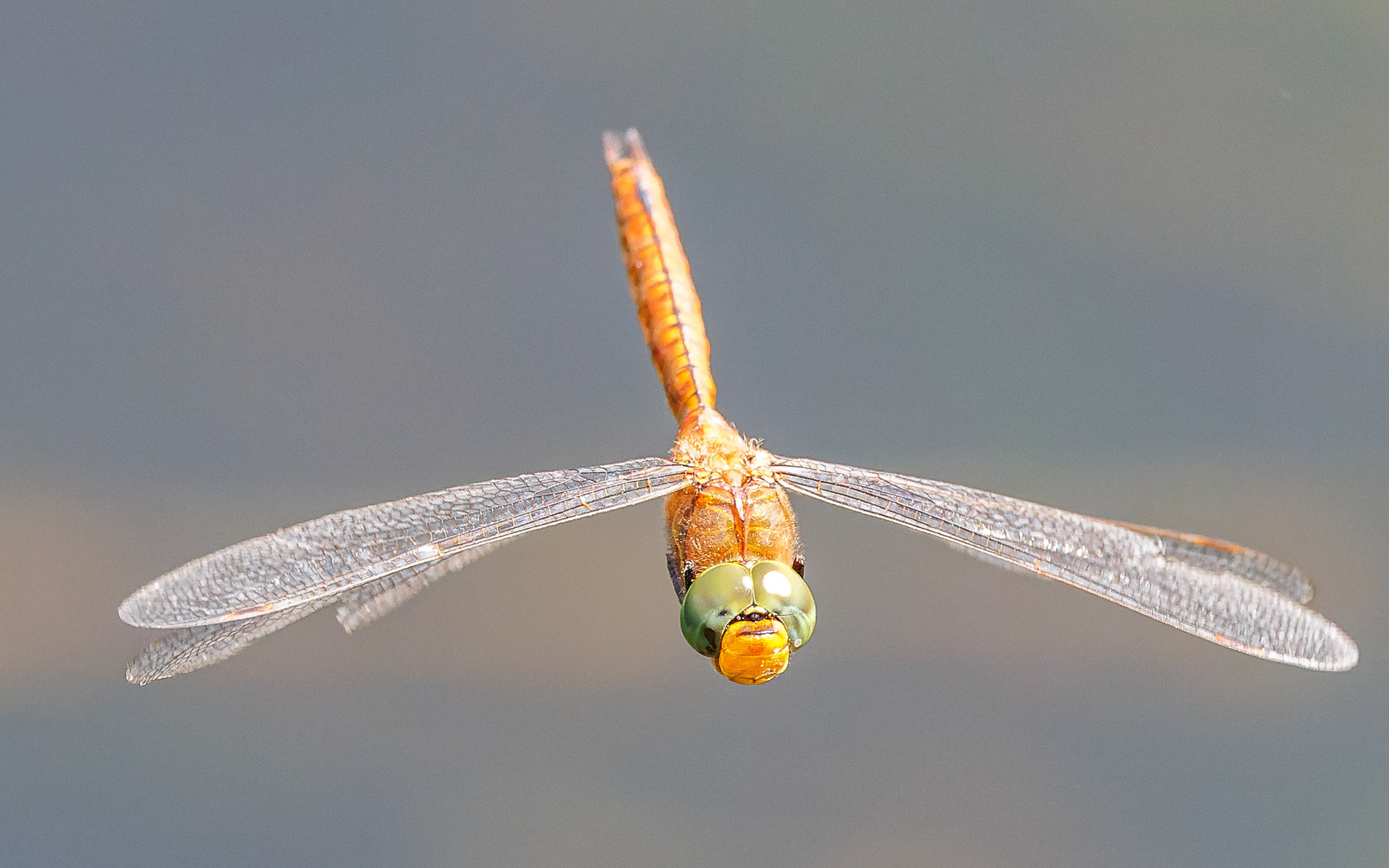 Kileplet-mosaikguldsmed