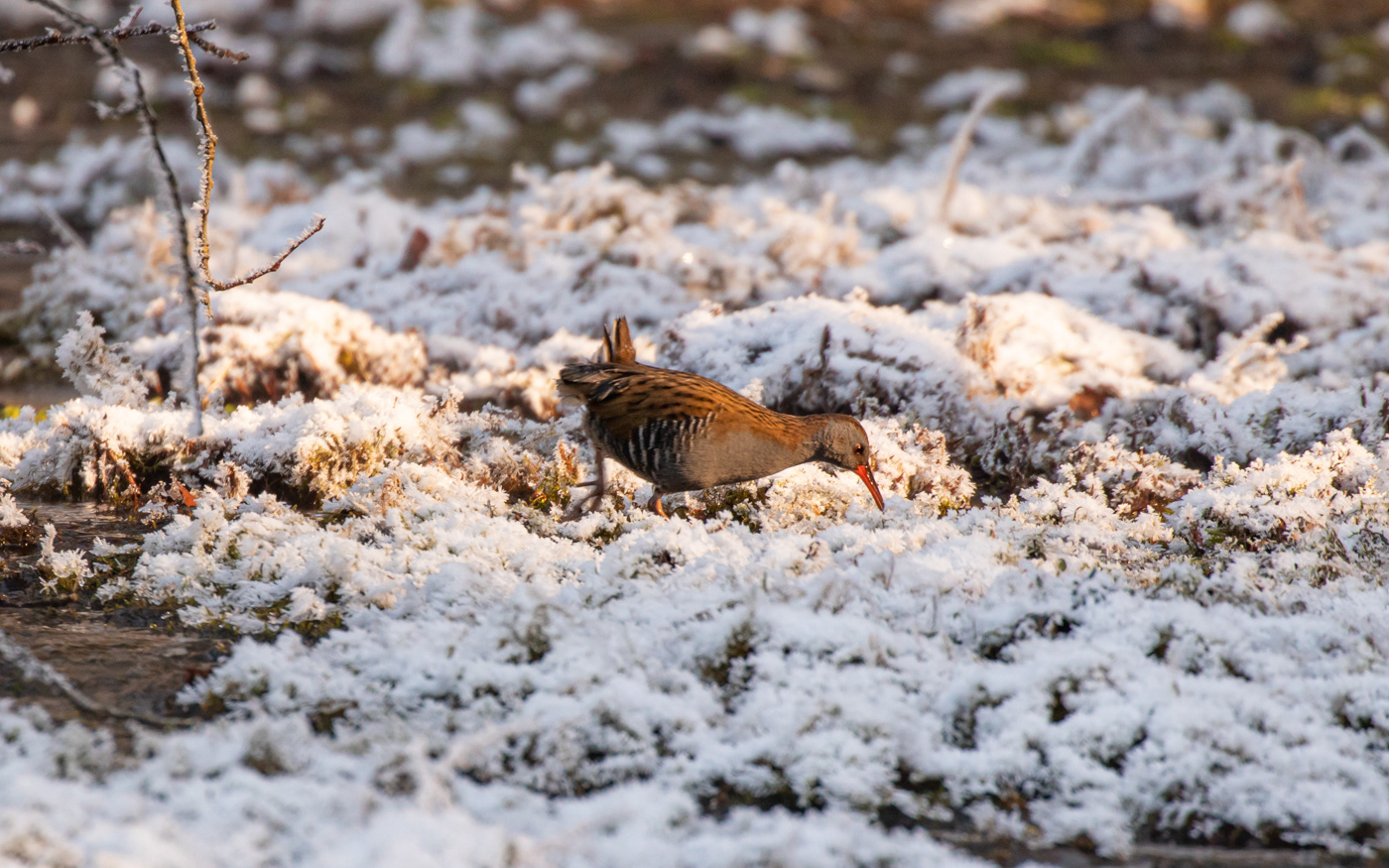 Vandrikse i Ravnkilde