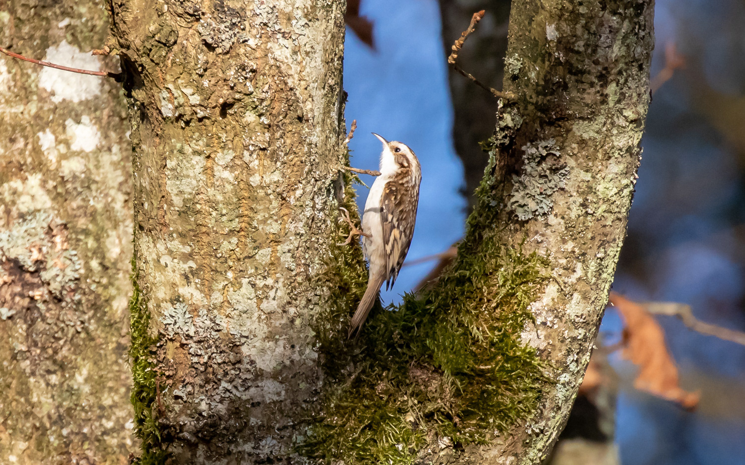 Træløber ved Skillingbrokilden. 23.11.2020