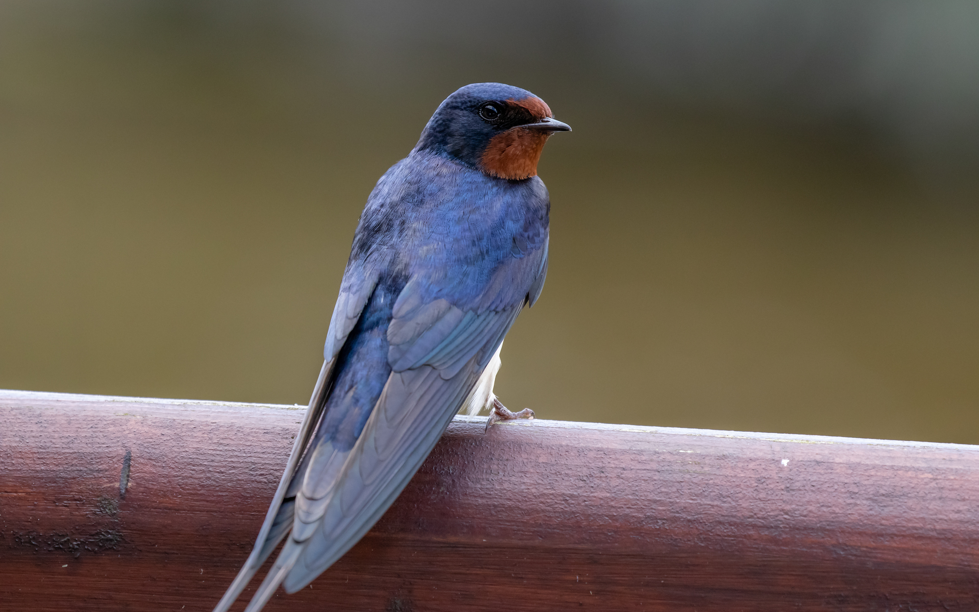 Juvenil landsvale ved Bygholm Vejle