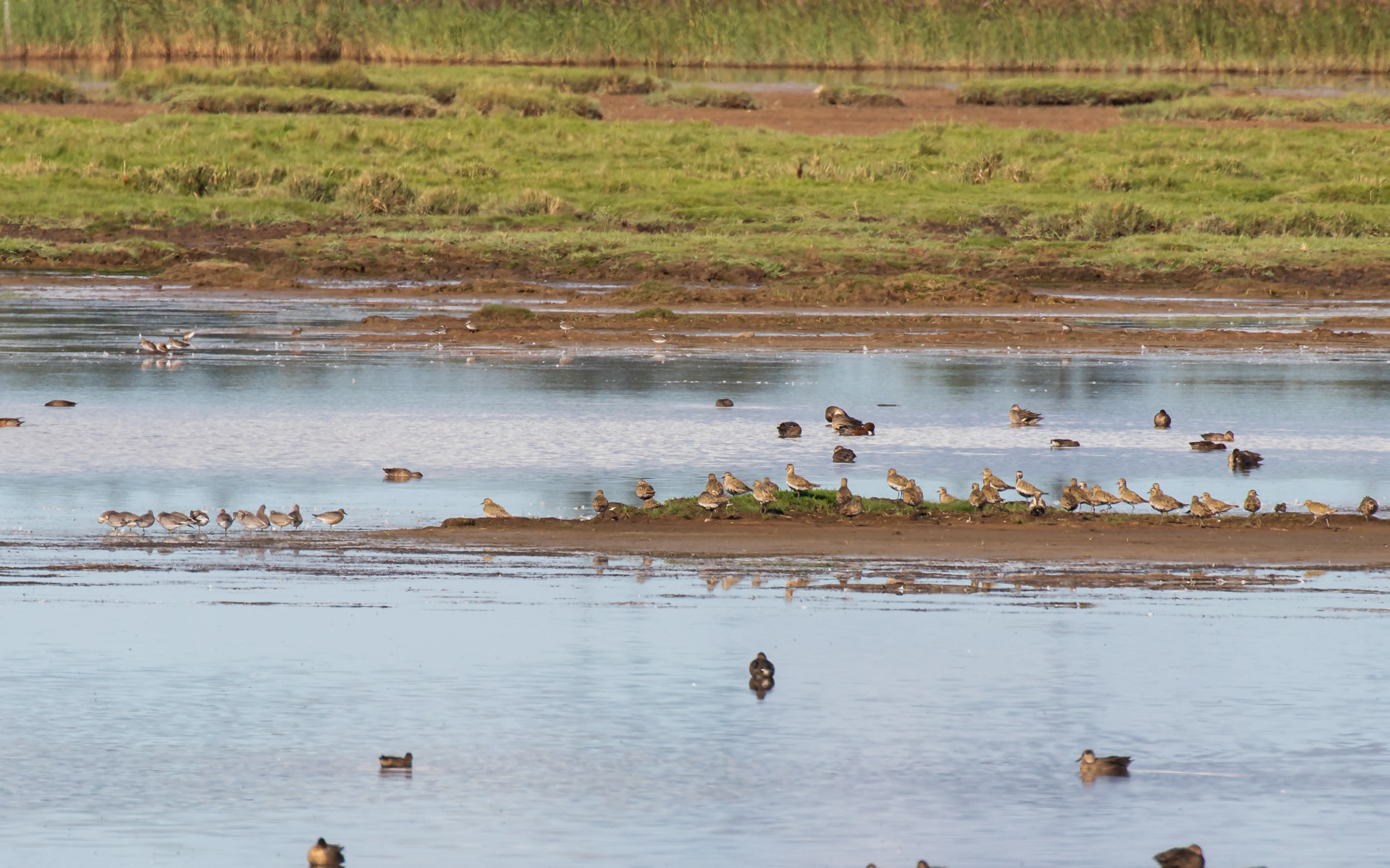 Hjejler, ryler og ænder