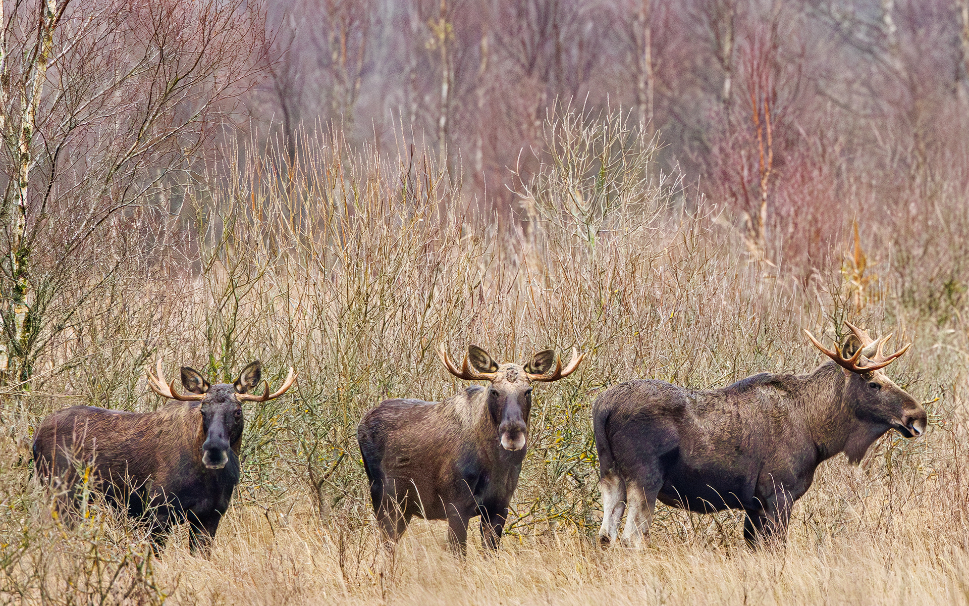 Elge i Lille Vildmose