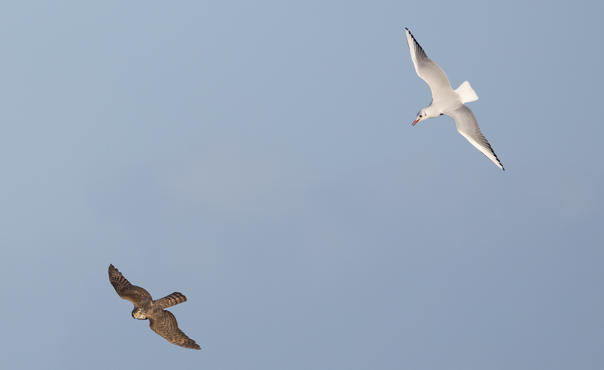 Spurvehøg på træk, der chikaneres af hættemåge