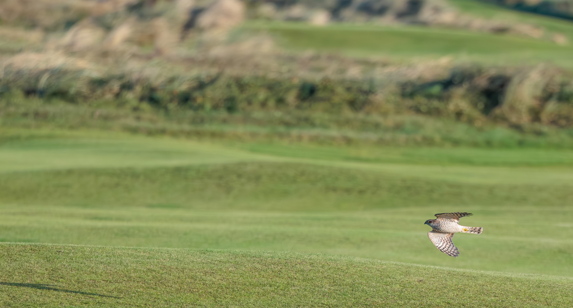 Spurvehøg over Falsterbos Golfbane