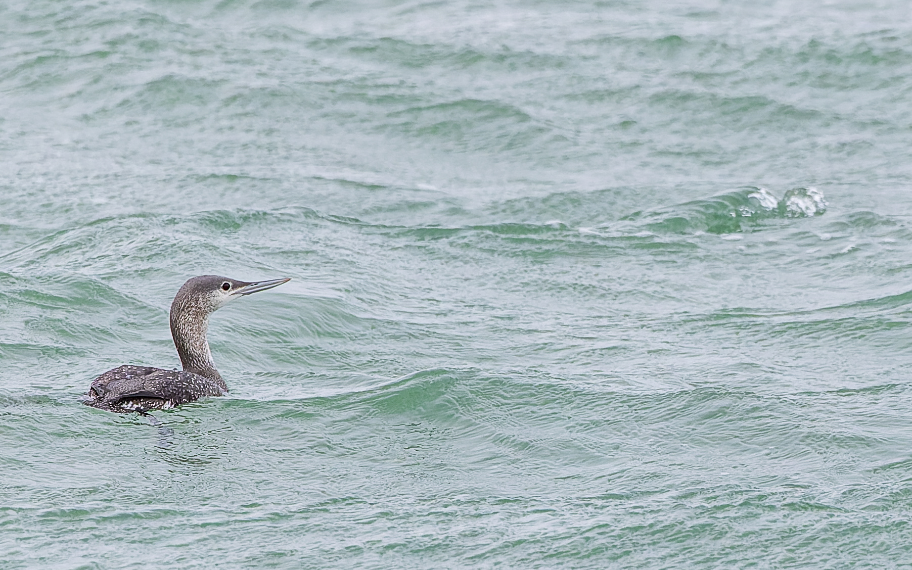 Rødstrubet lom i Hanstholm Havn