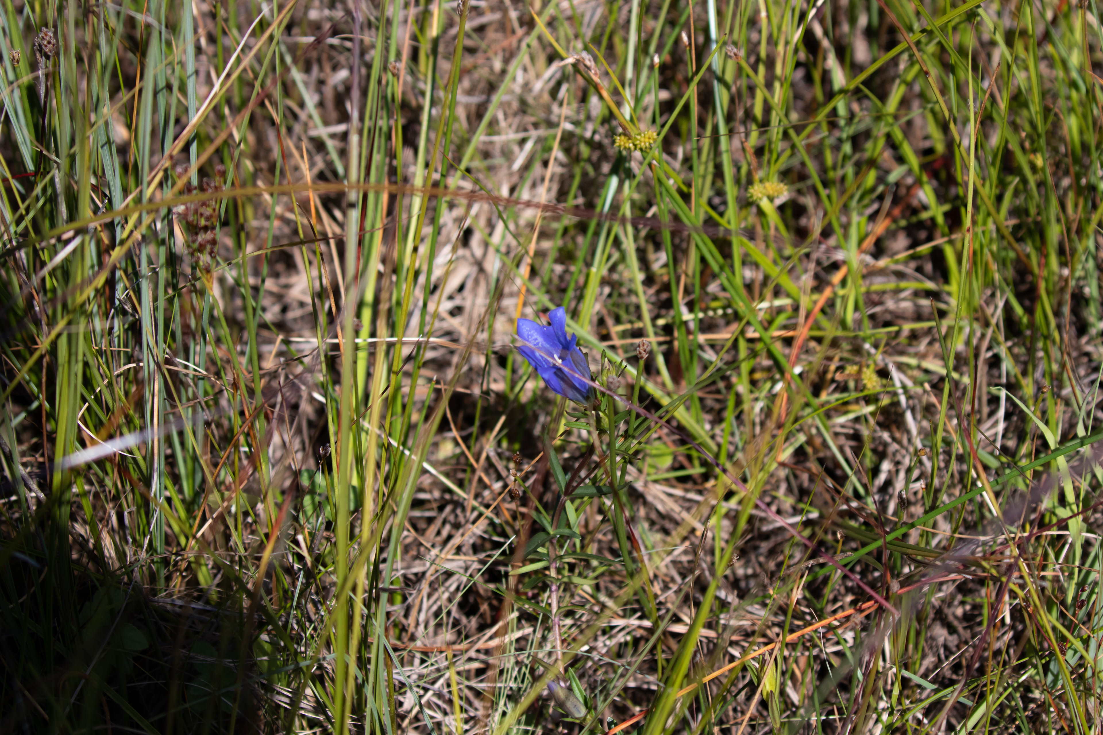 Klokke-ensian - ikke sandt? Raabjerg Hede