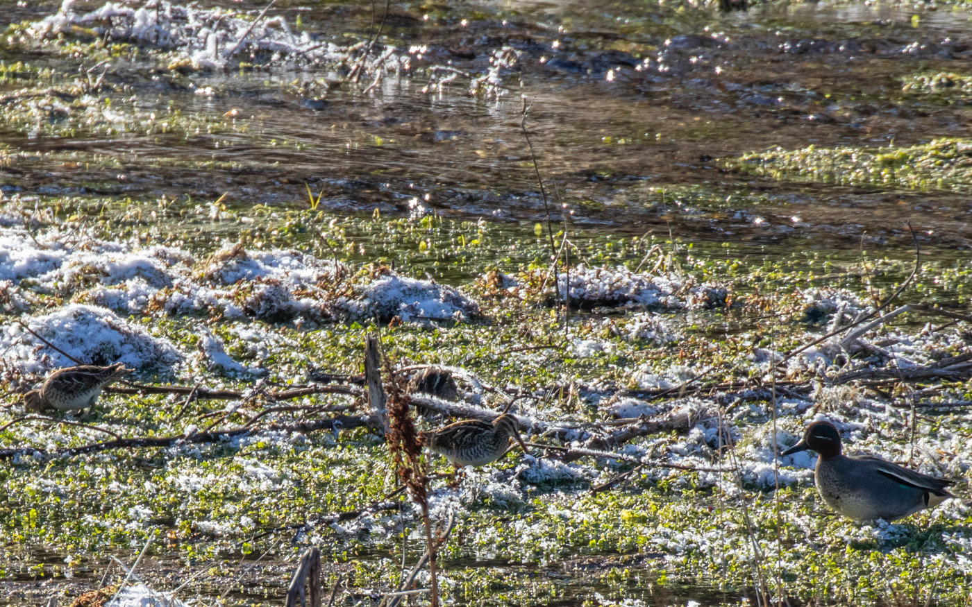 Her kan dobbeltbekkasin sammenlignes med krikand. Kousbækken.