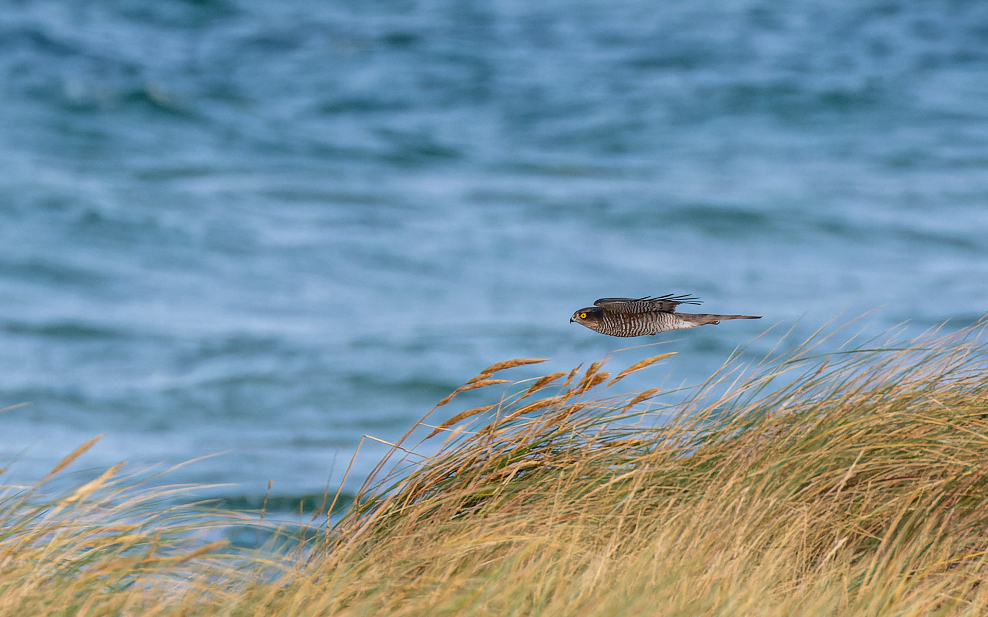 Spurvehøg med retning mod Sjælland over Øresund 