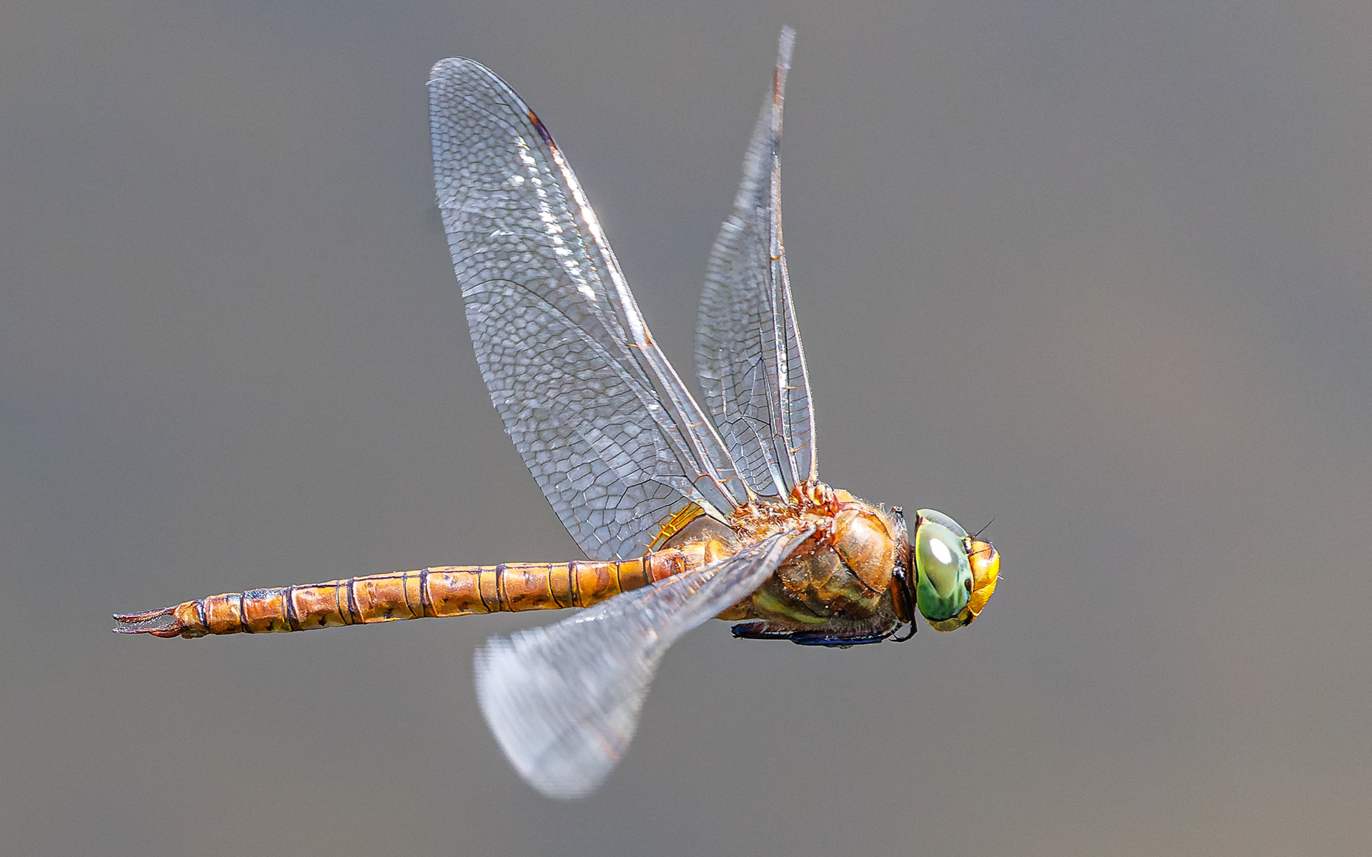 Kileplet-mosaikguldsmed