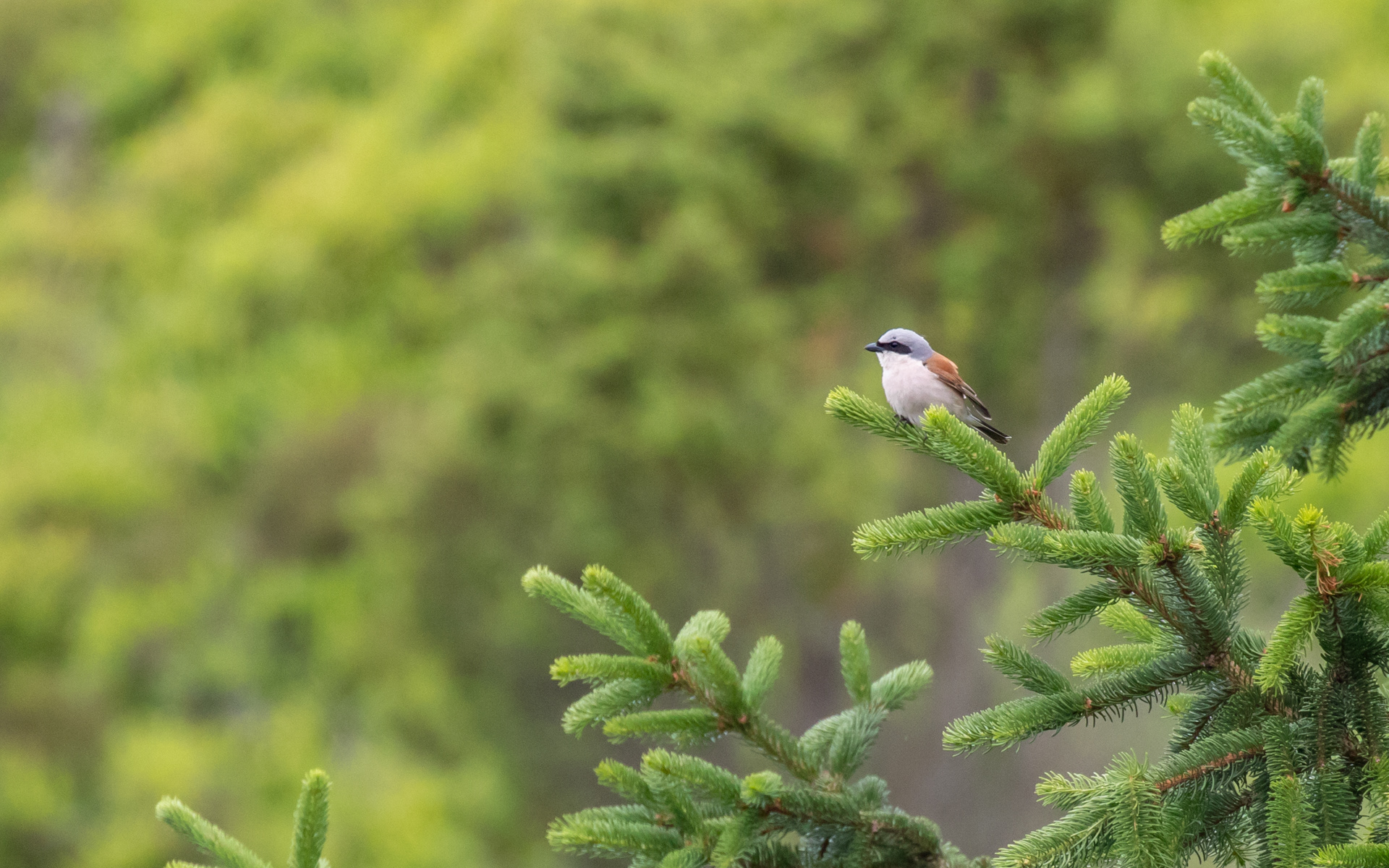 Rødrygget tornkade, han. Rebild Bakker