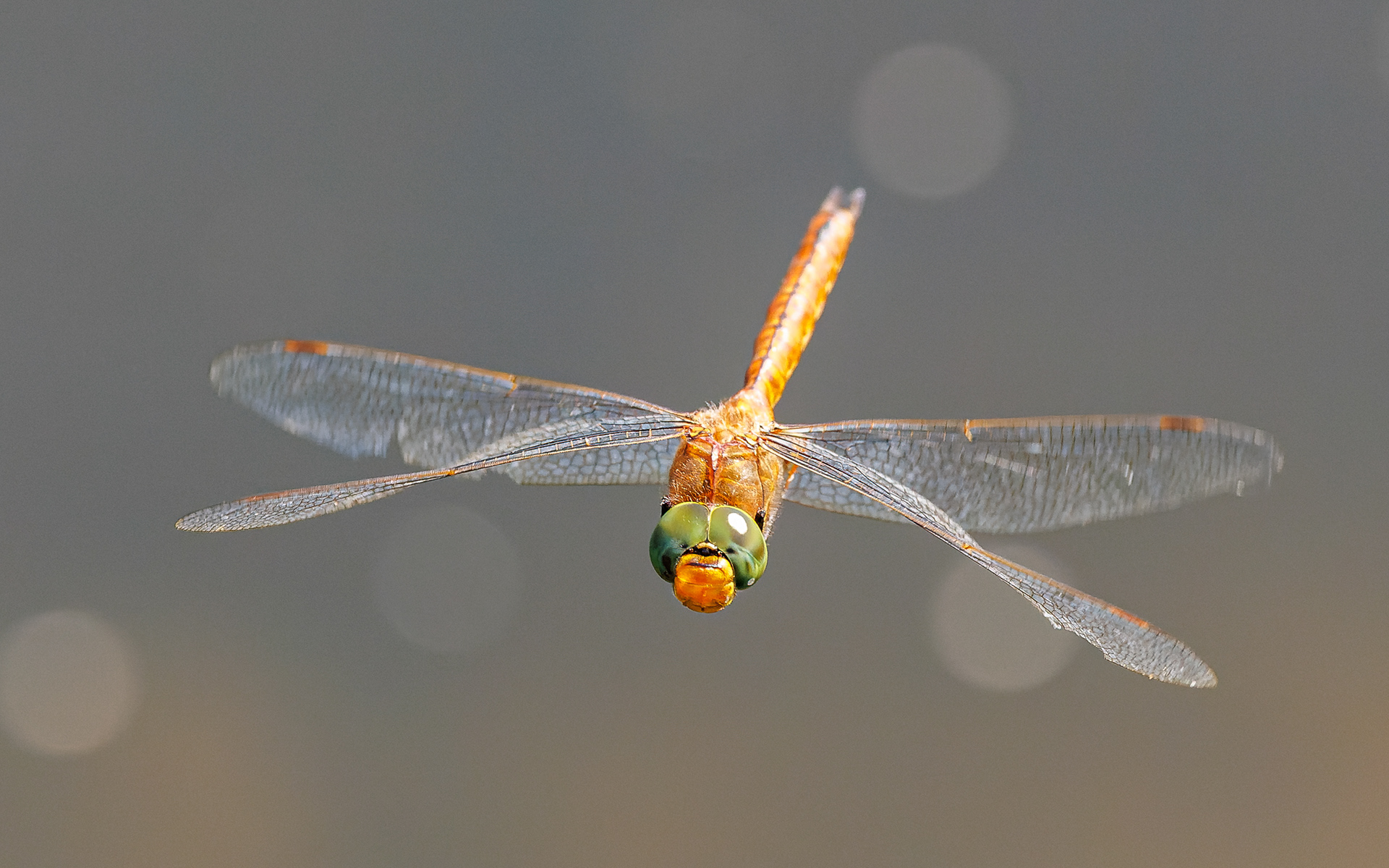 Kileplet-mosaikguldsmed