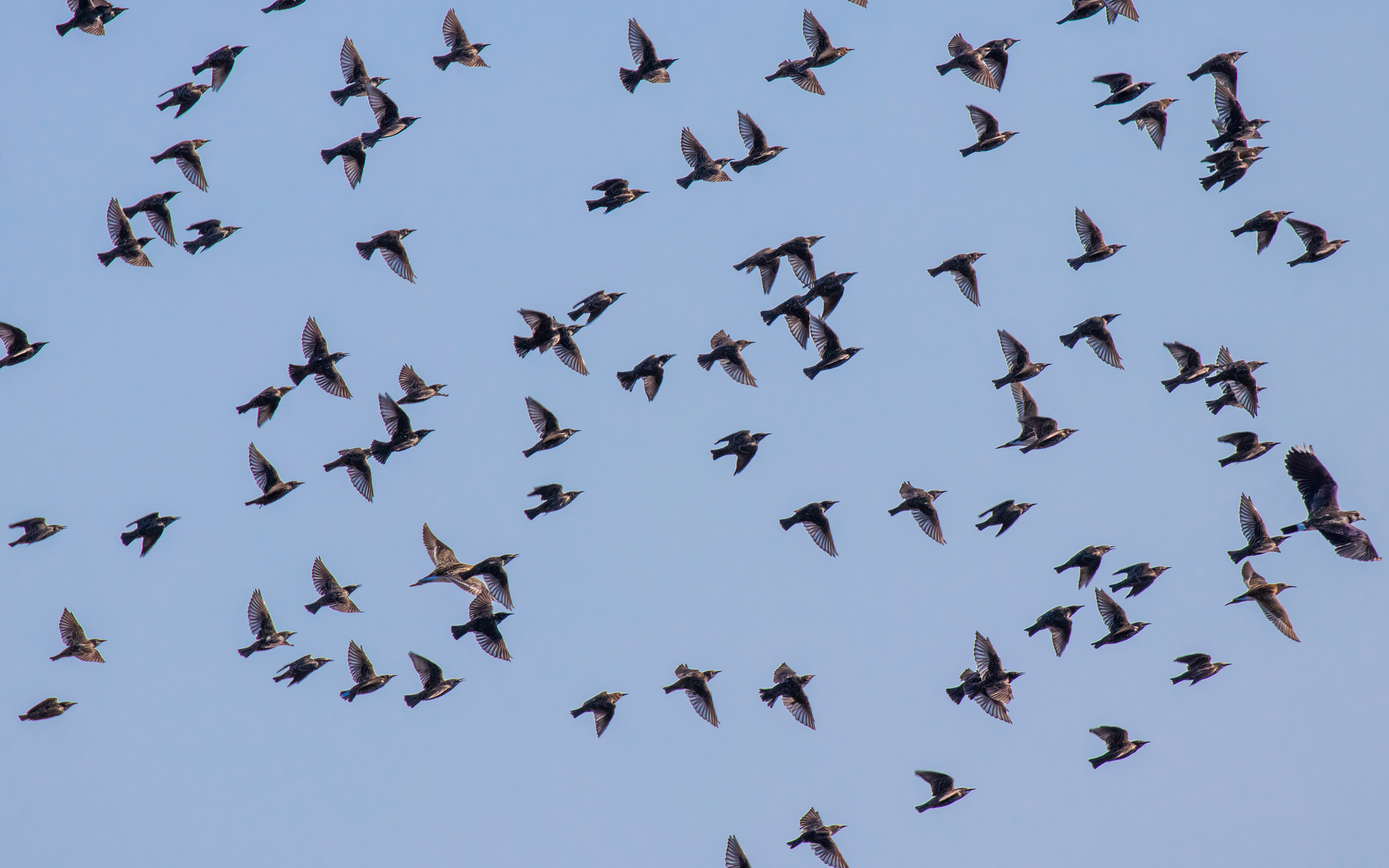 Ryle og vibe  mænger sig med stæreflok. Birkesø