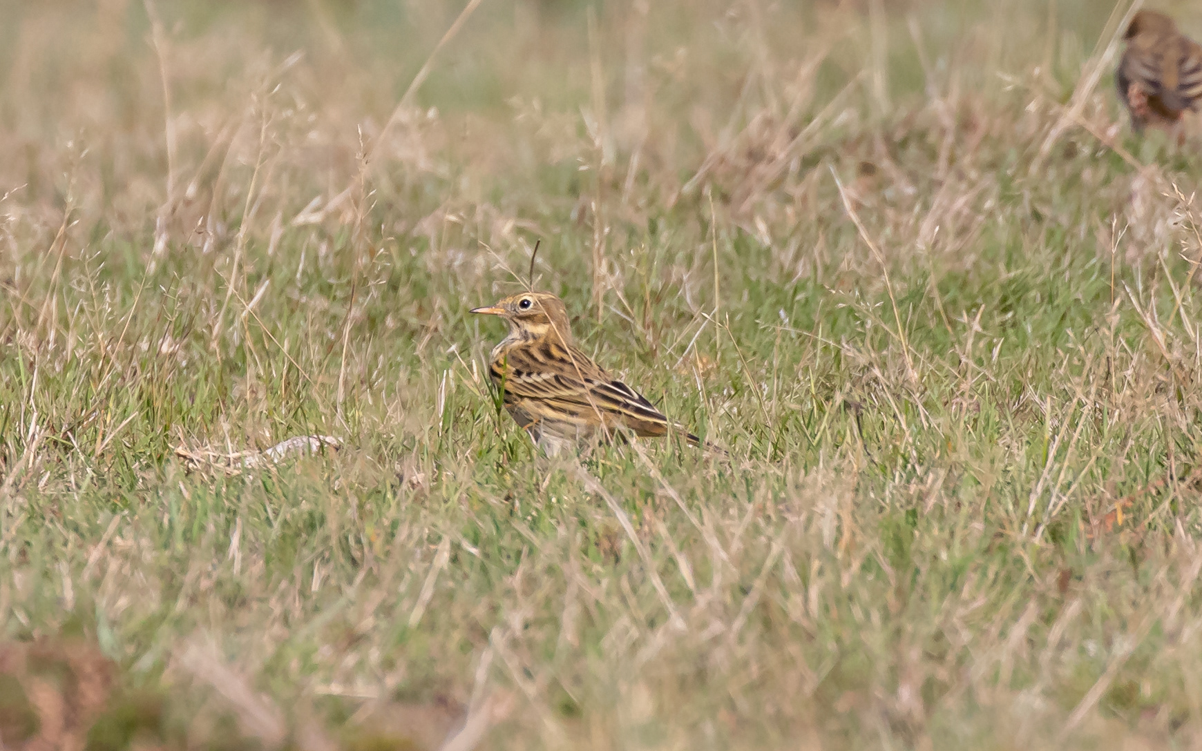Engpiber på Ljungen