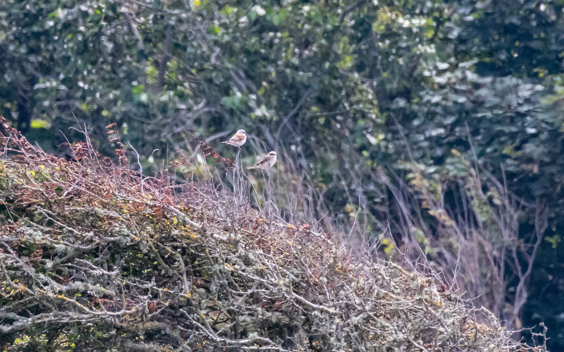 Rødrygget tornskade i slugten ved sommerhuset