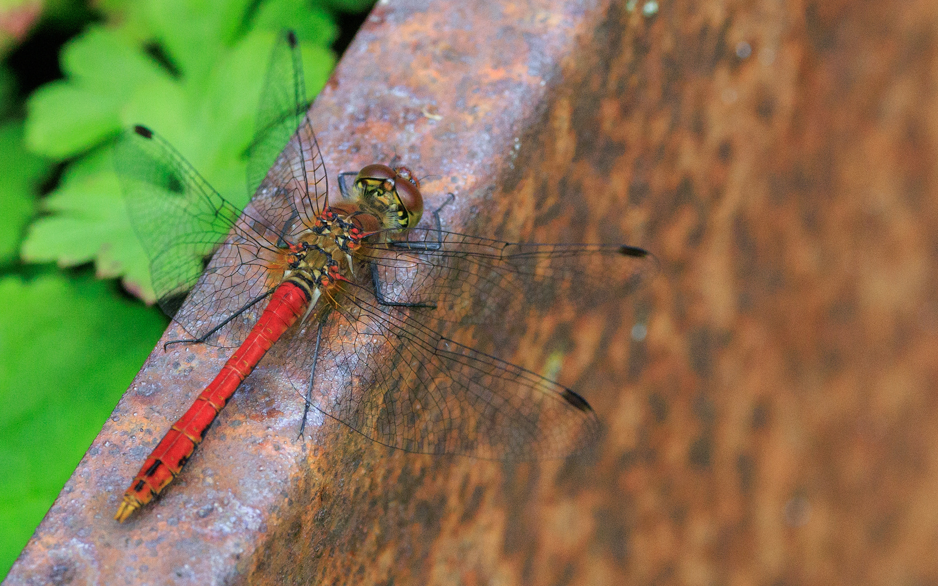 Blodrød hedelibel. Hjemme i haven