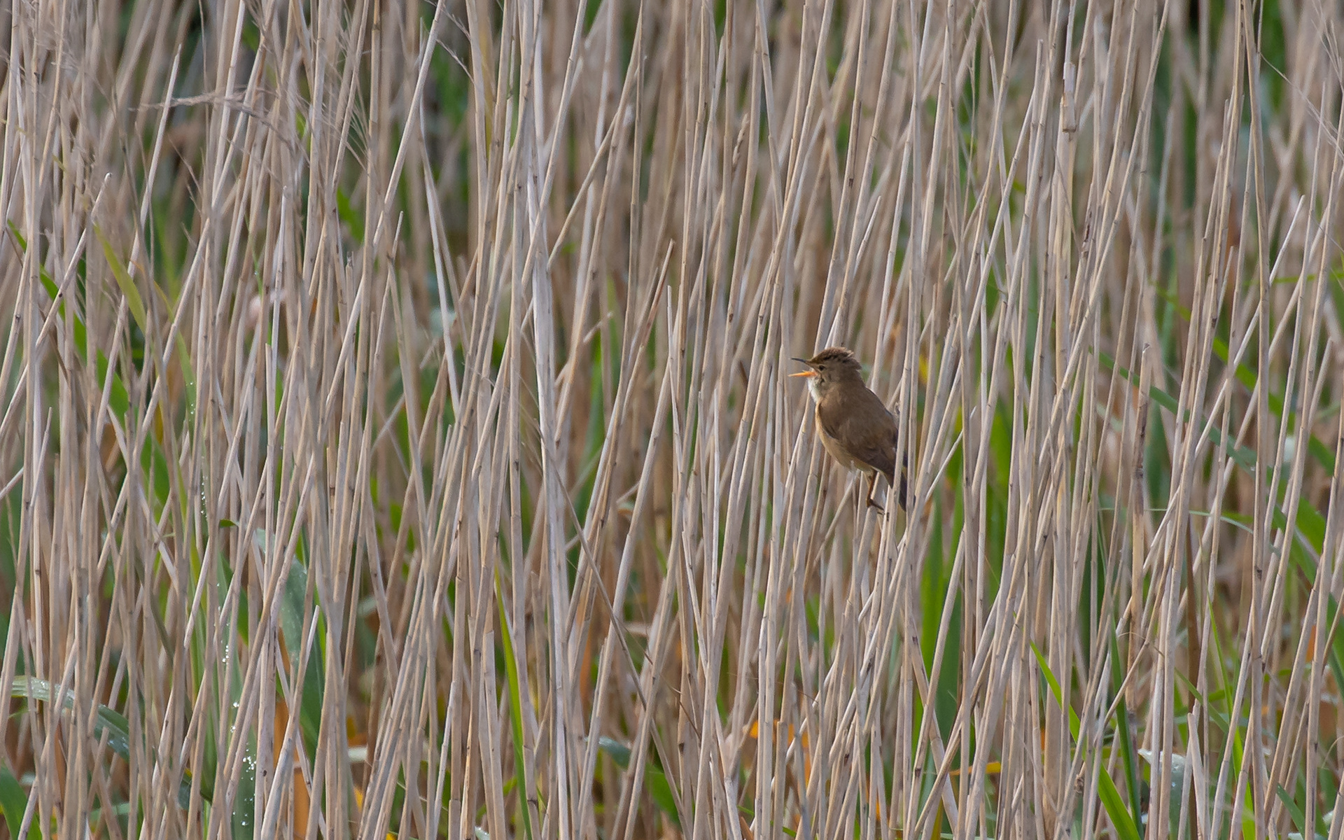 Rørsanger ved Kraptårnet