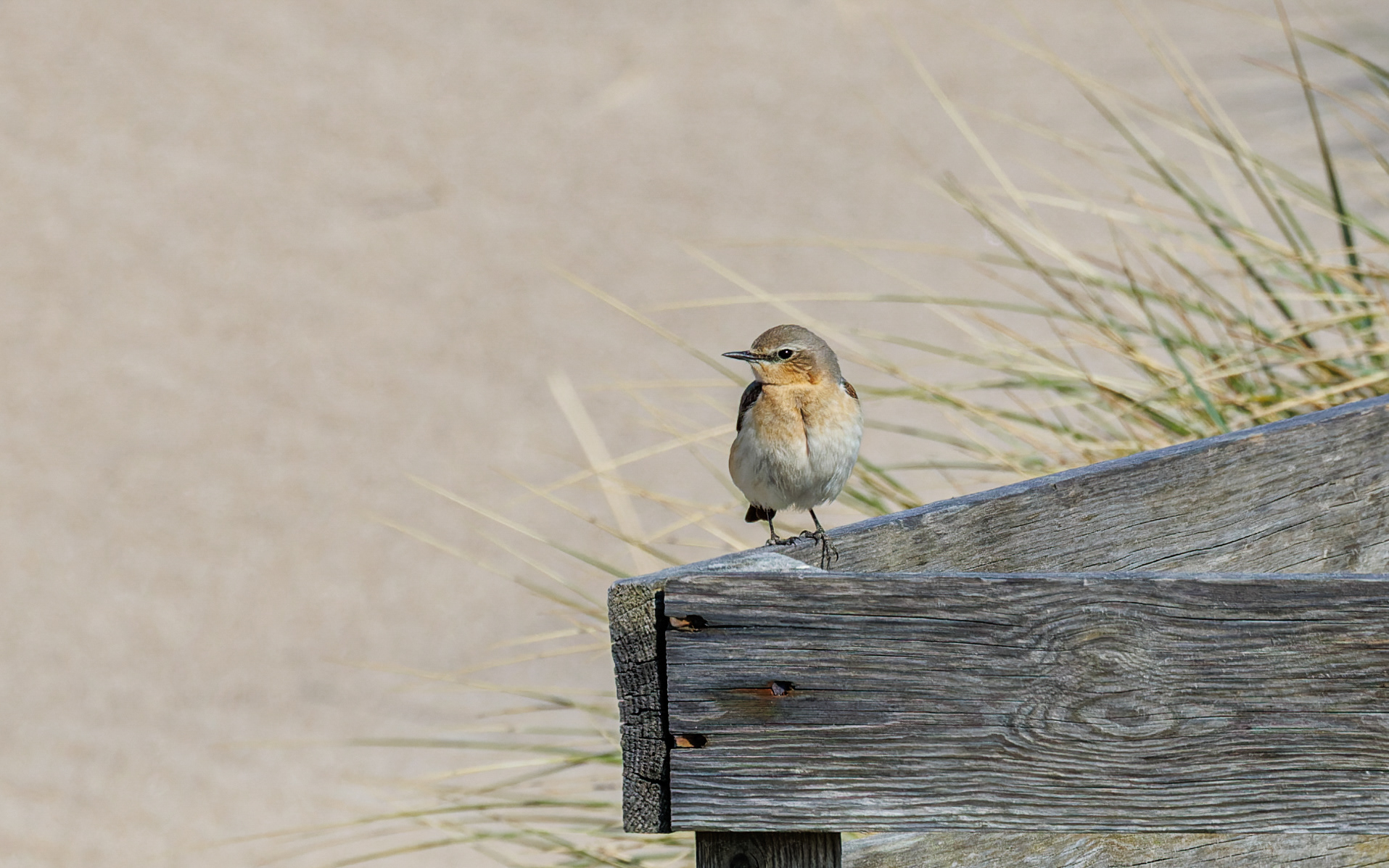 Stenpikker ved Bulbjerg