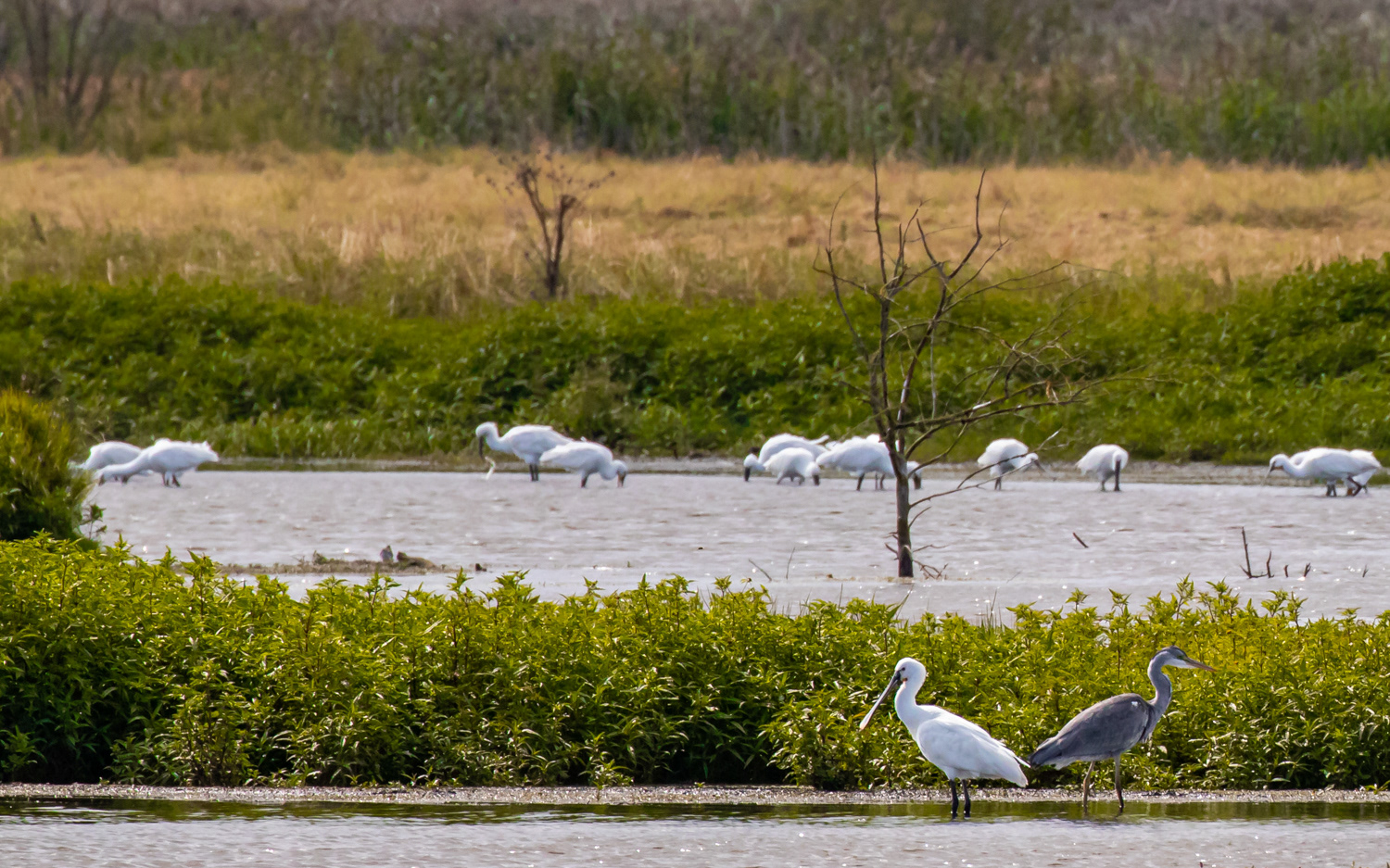 Skestorke og fiskehejre - Birkesø, Lille Vildmose