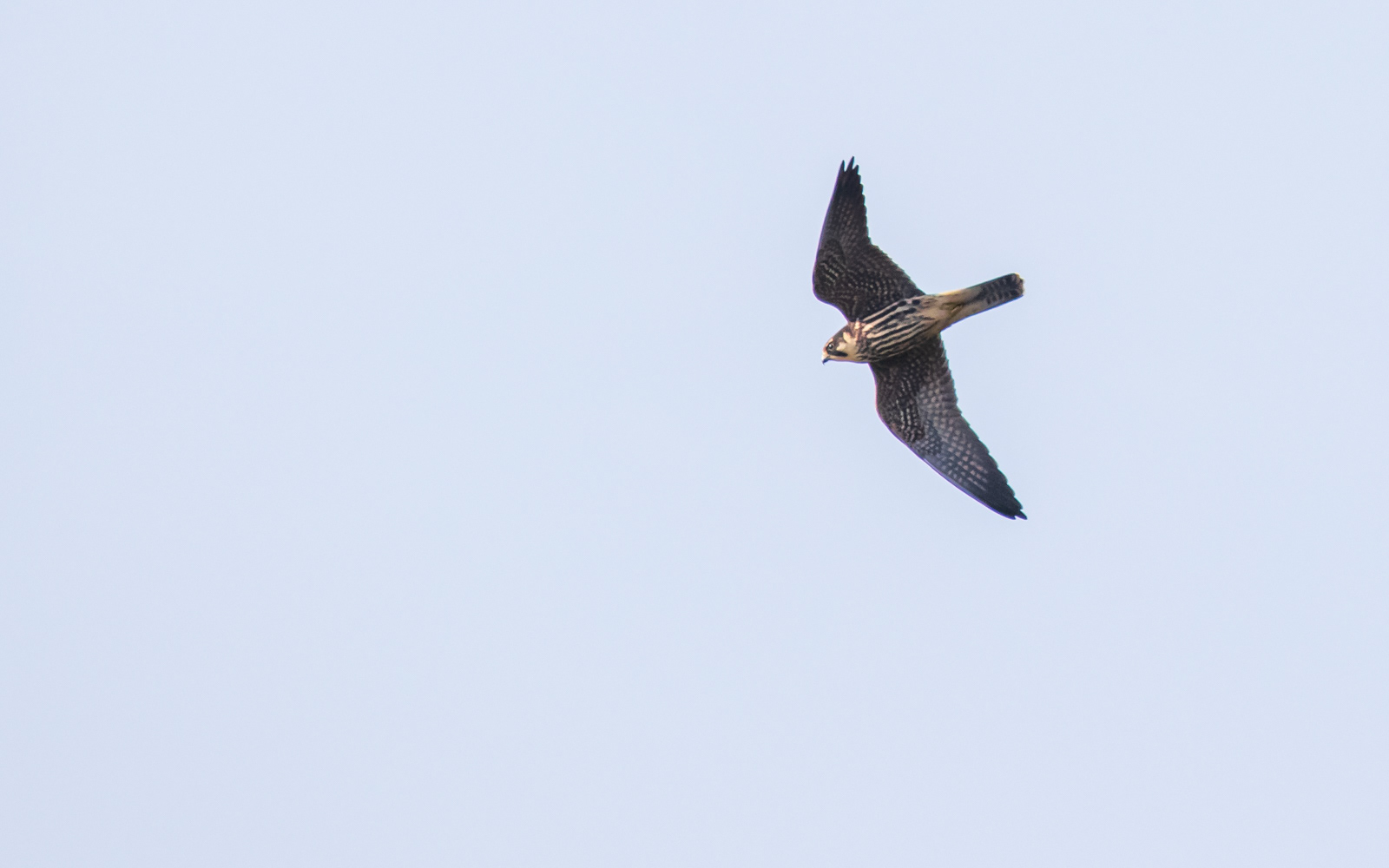 Lærkefalk i Börringe (Börringe Made). Skåne