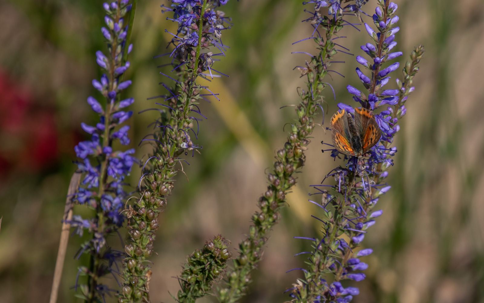 Lille ildfugl hjemme i haven