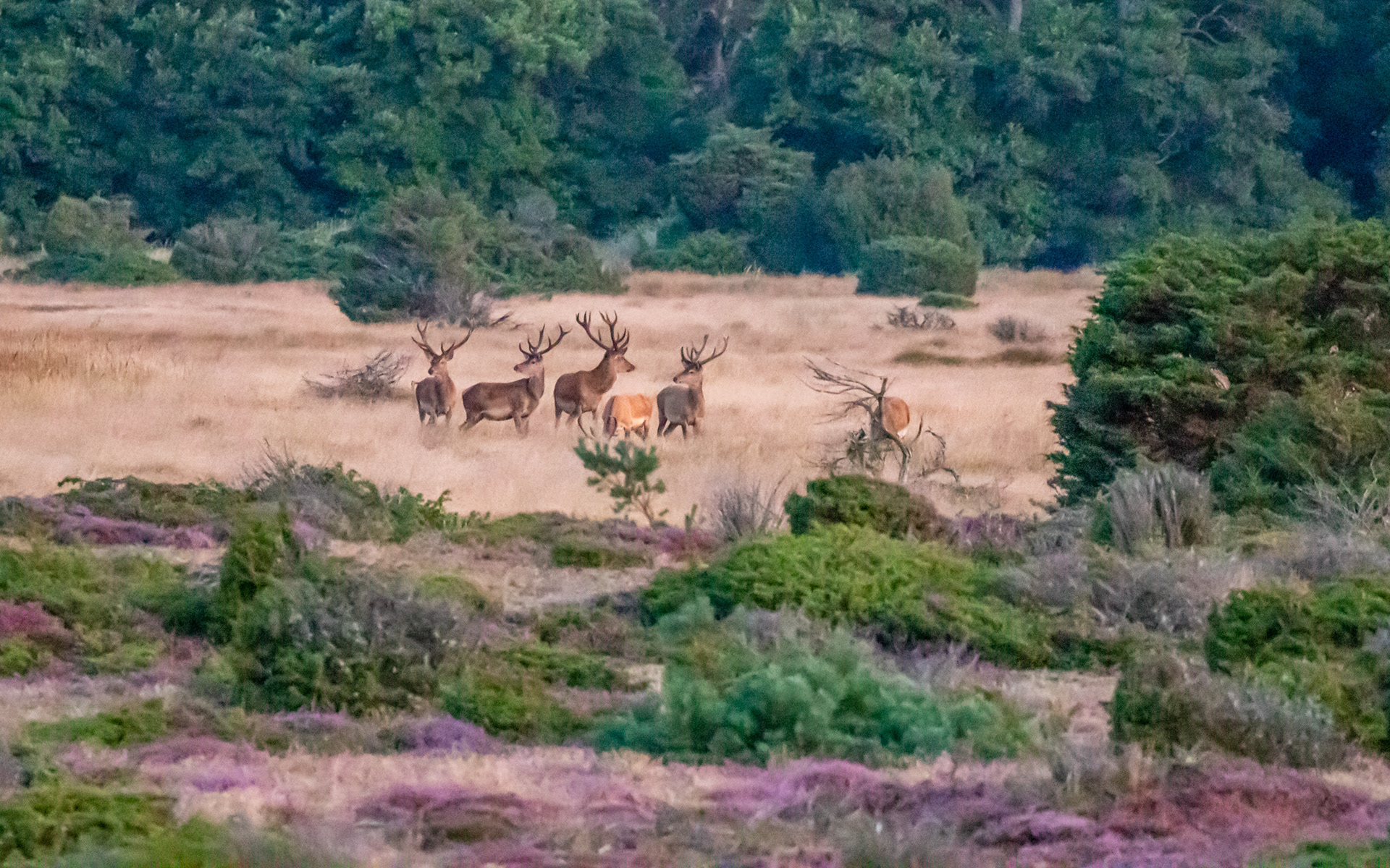  Kronhjorte på Enebærsletten set fra Toftetårnet (ved Øster Hurup) 