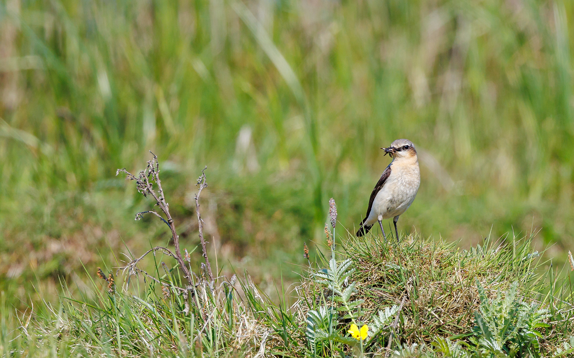 Øland (Sverige).  Ynglende stenpikker