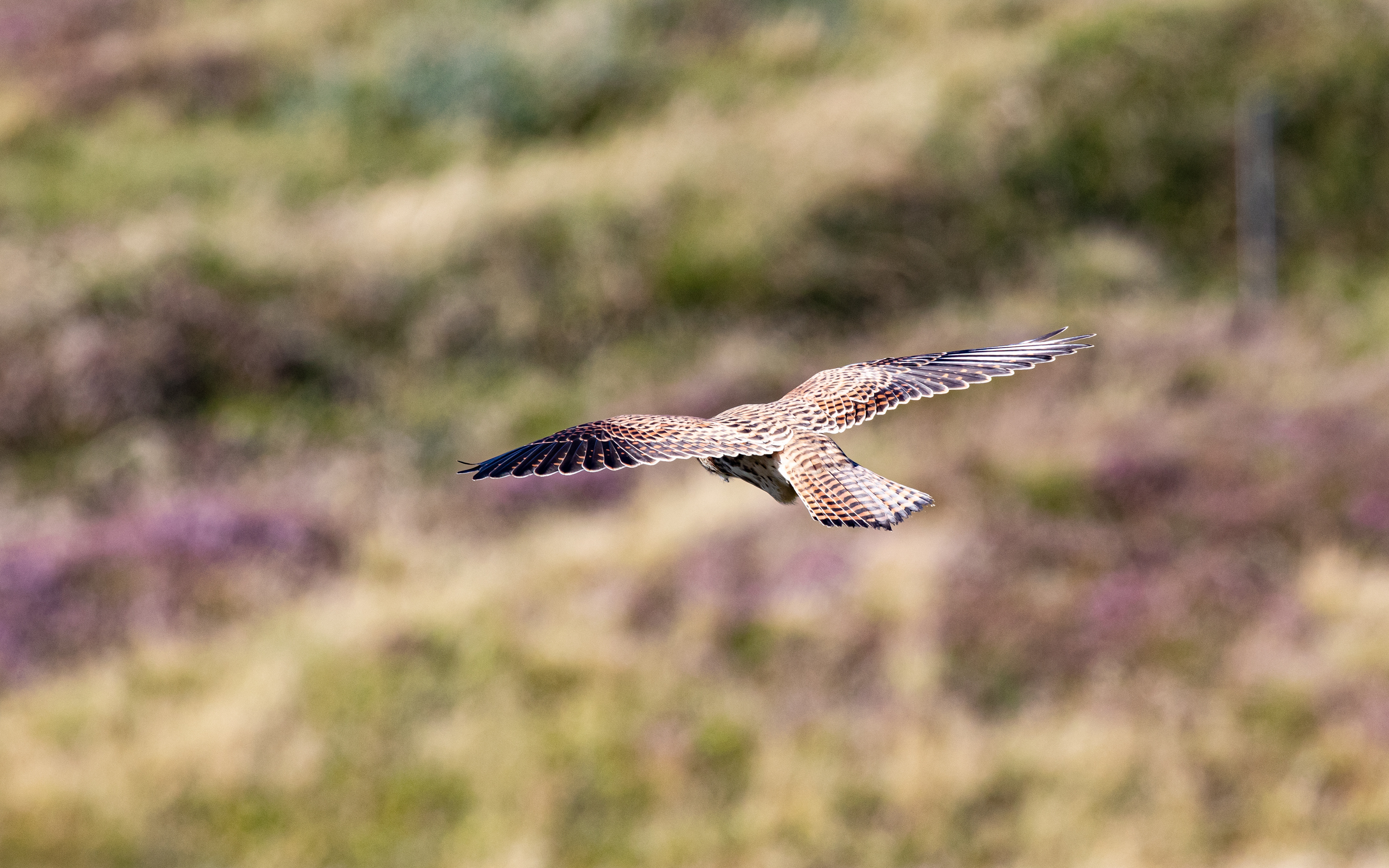 Tårnfalk hænger i luften over skrænten ved Sårup